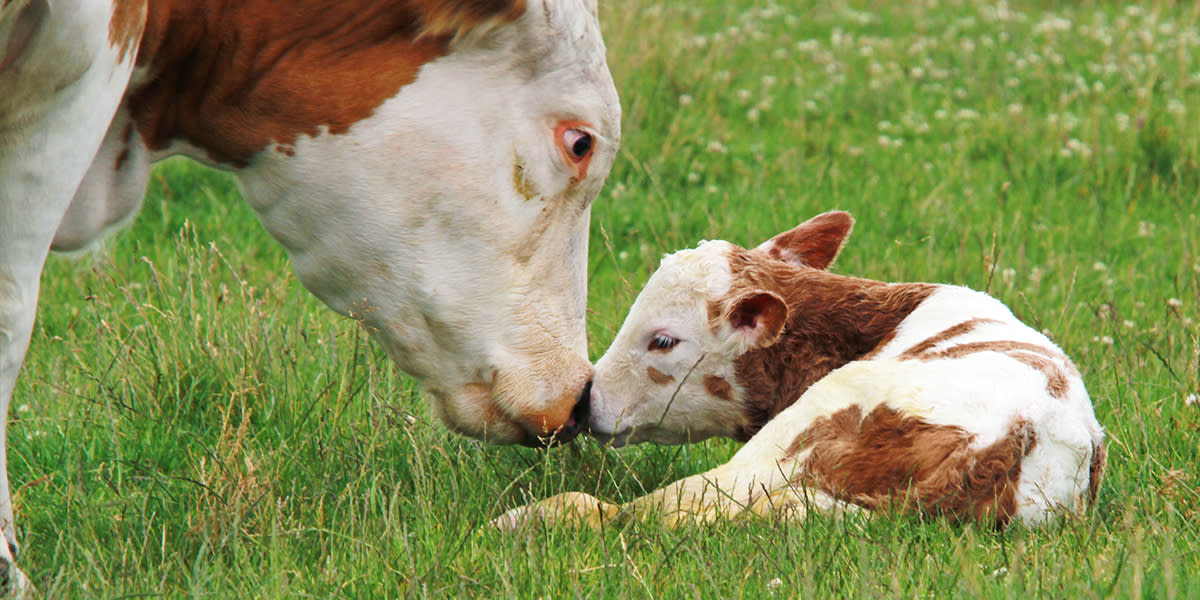 mother-cow-and-calf-in-field