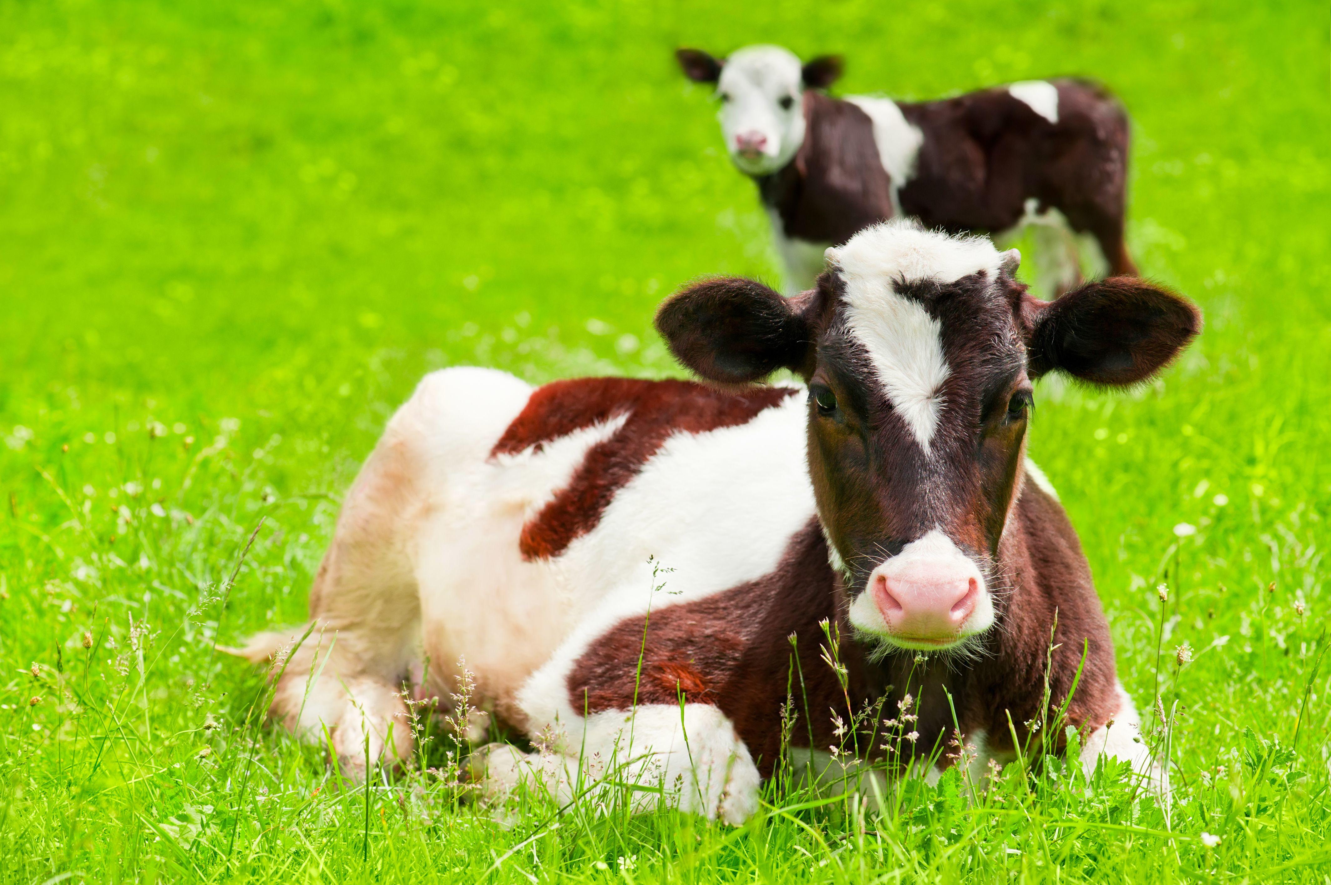 Two calves enjoying the outdoors