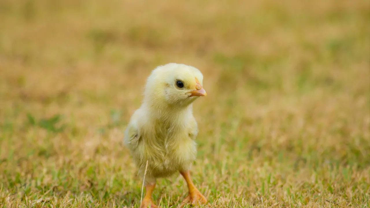 First in-ovo sexed chick hatched in the US