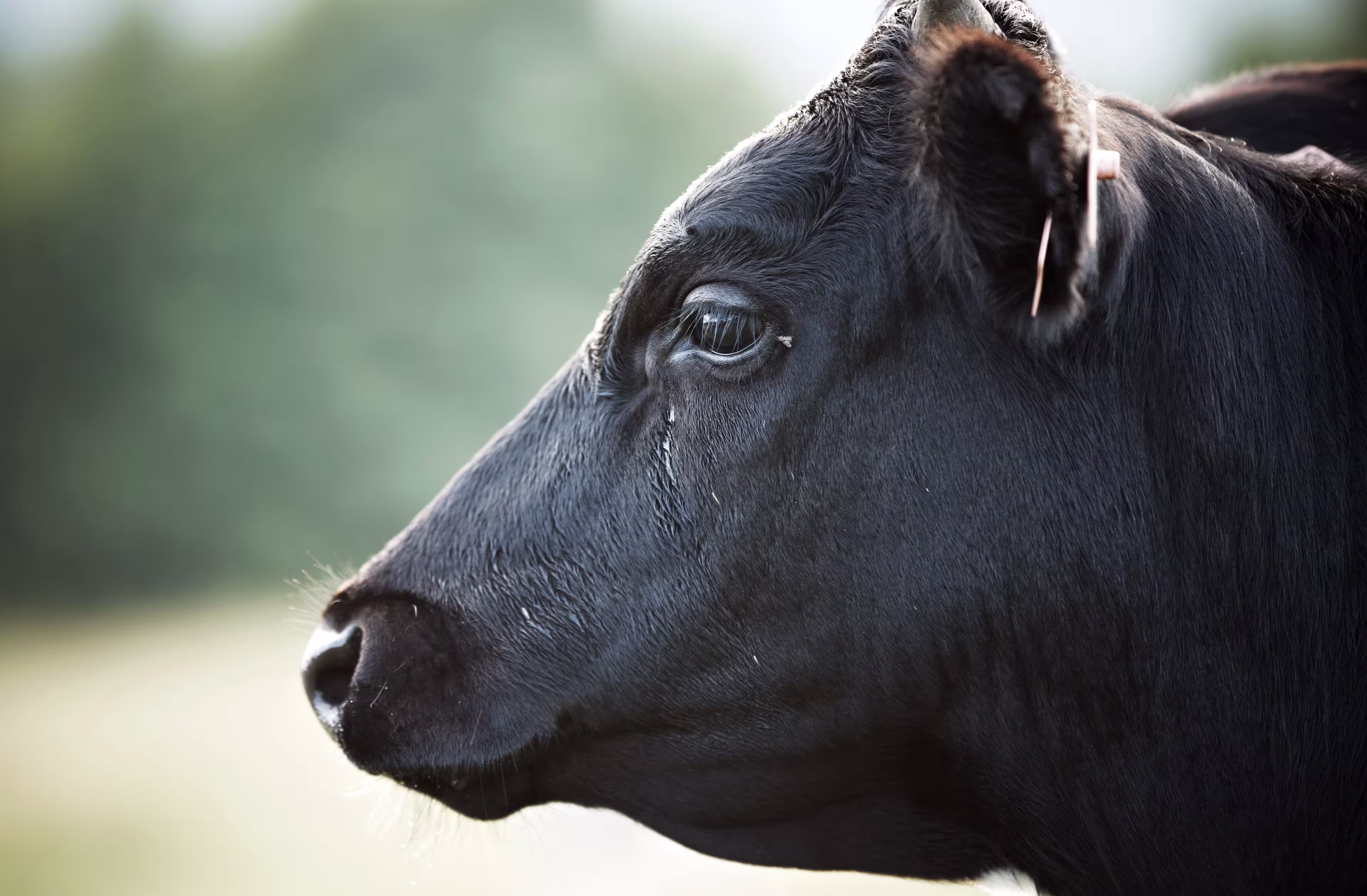 sad-black-cow-profile-portrait-ear-tags