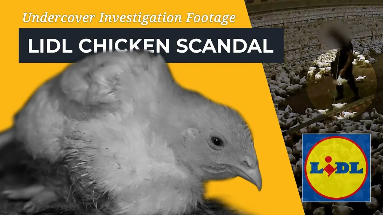 Footage still of chicken being kicked with overlay of distressed looking chicken