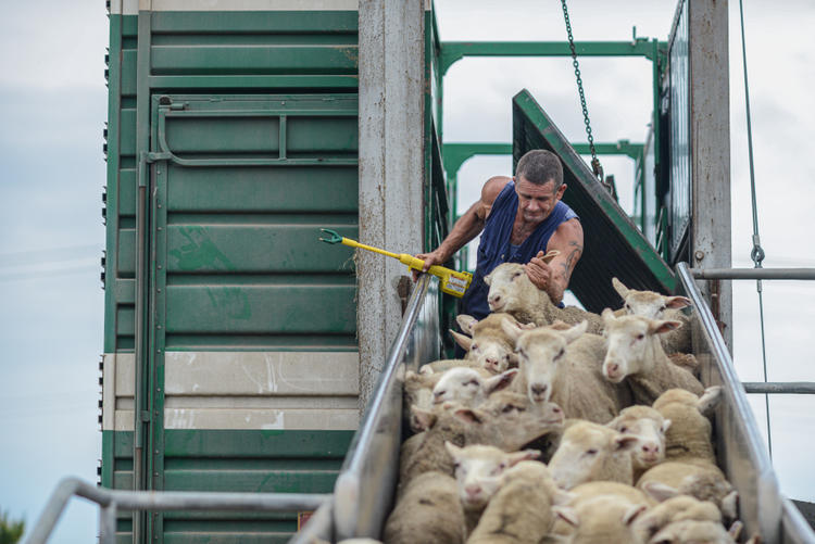 Sheep loaded onto a transport truck