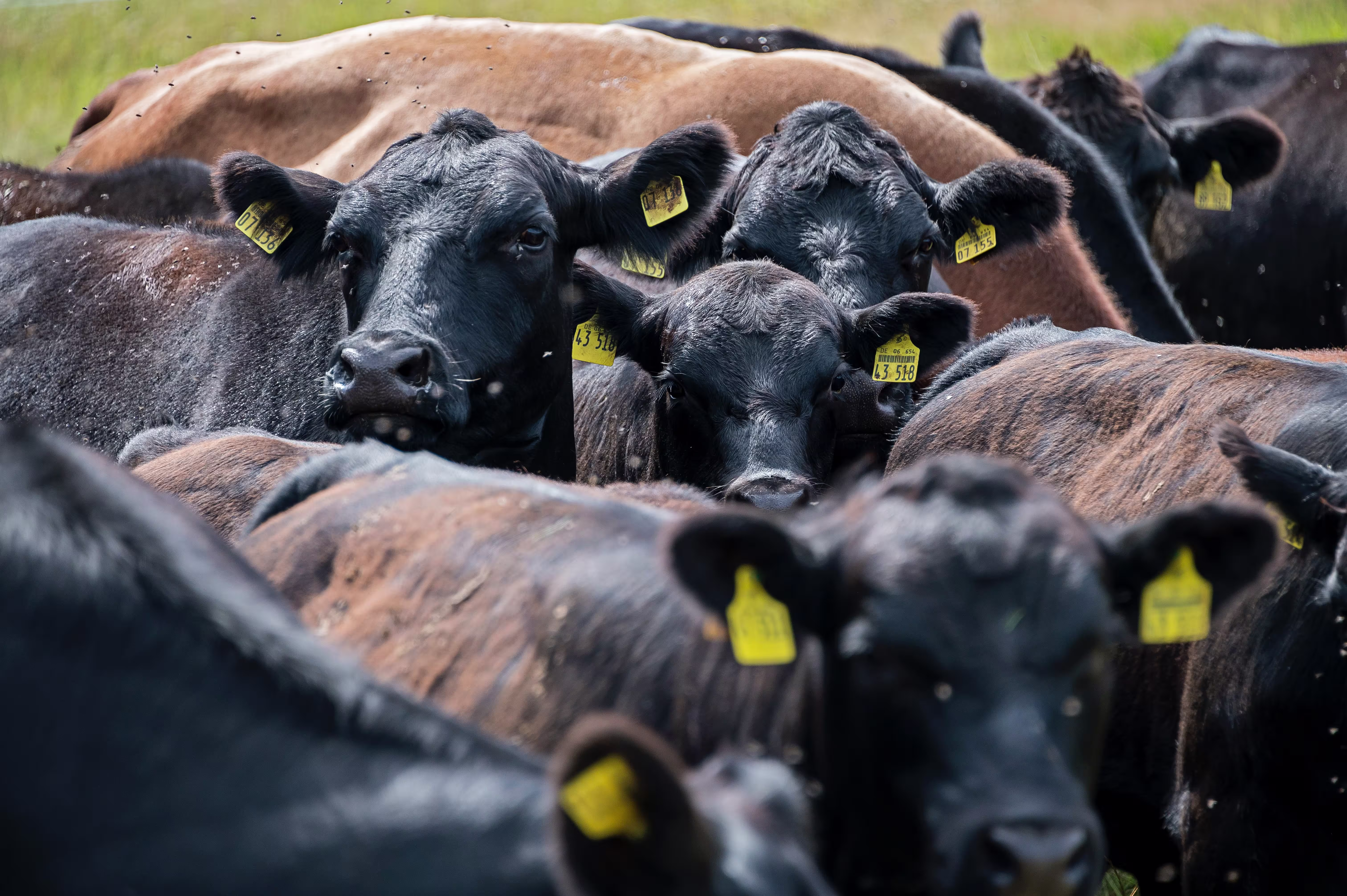 Group of cattle in a field with ear tags.