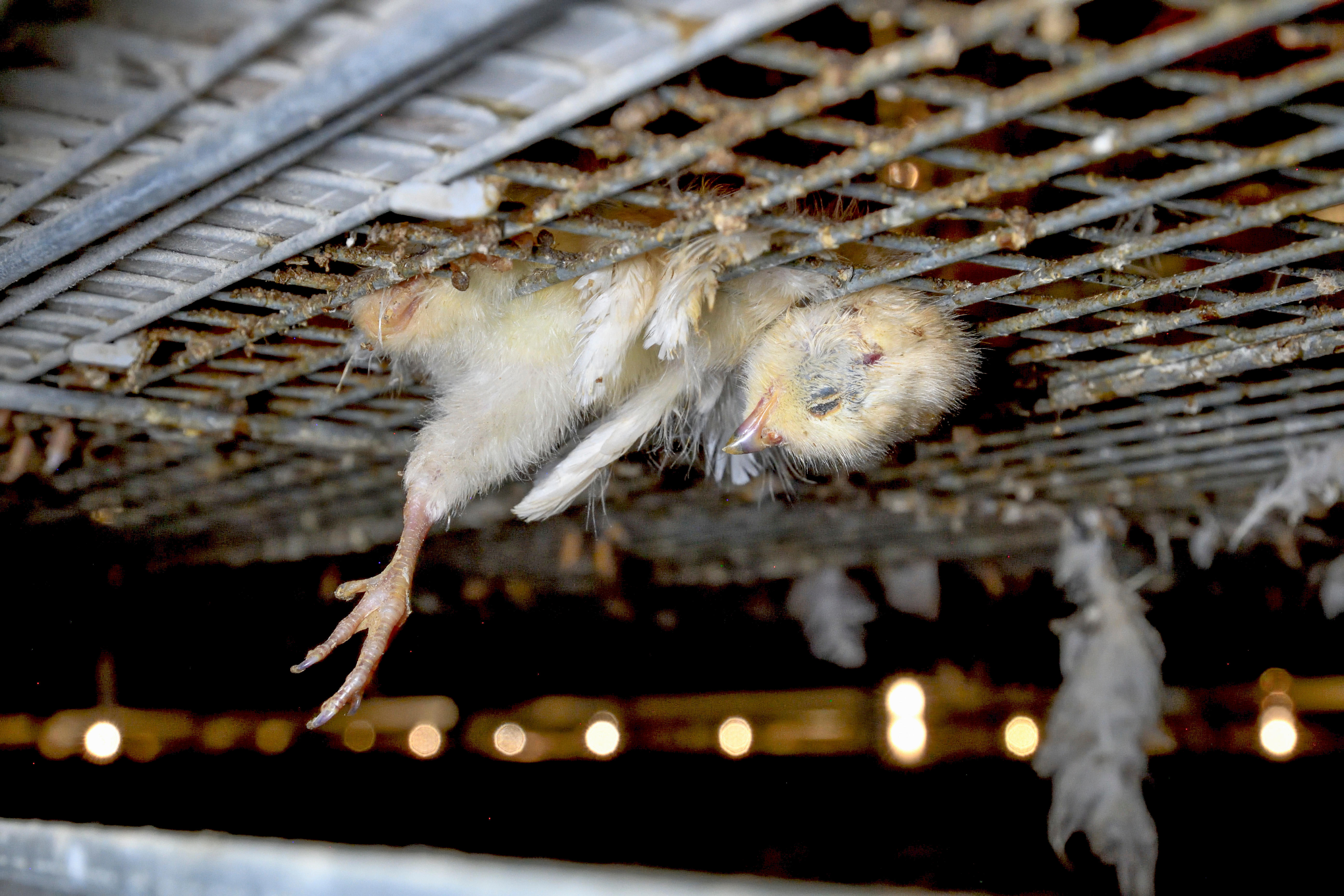 A chicken laying face down in a wire battery cage