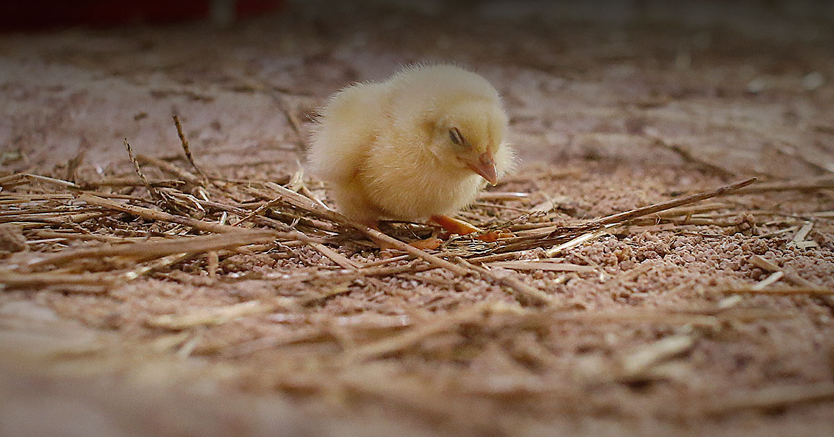 Are Chickens Smart? How Smart Are They Compared To Dogs?