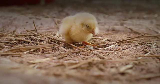 Are Chickens Smart? How Smart Are They Compared To Dogs? | The Humane ...