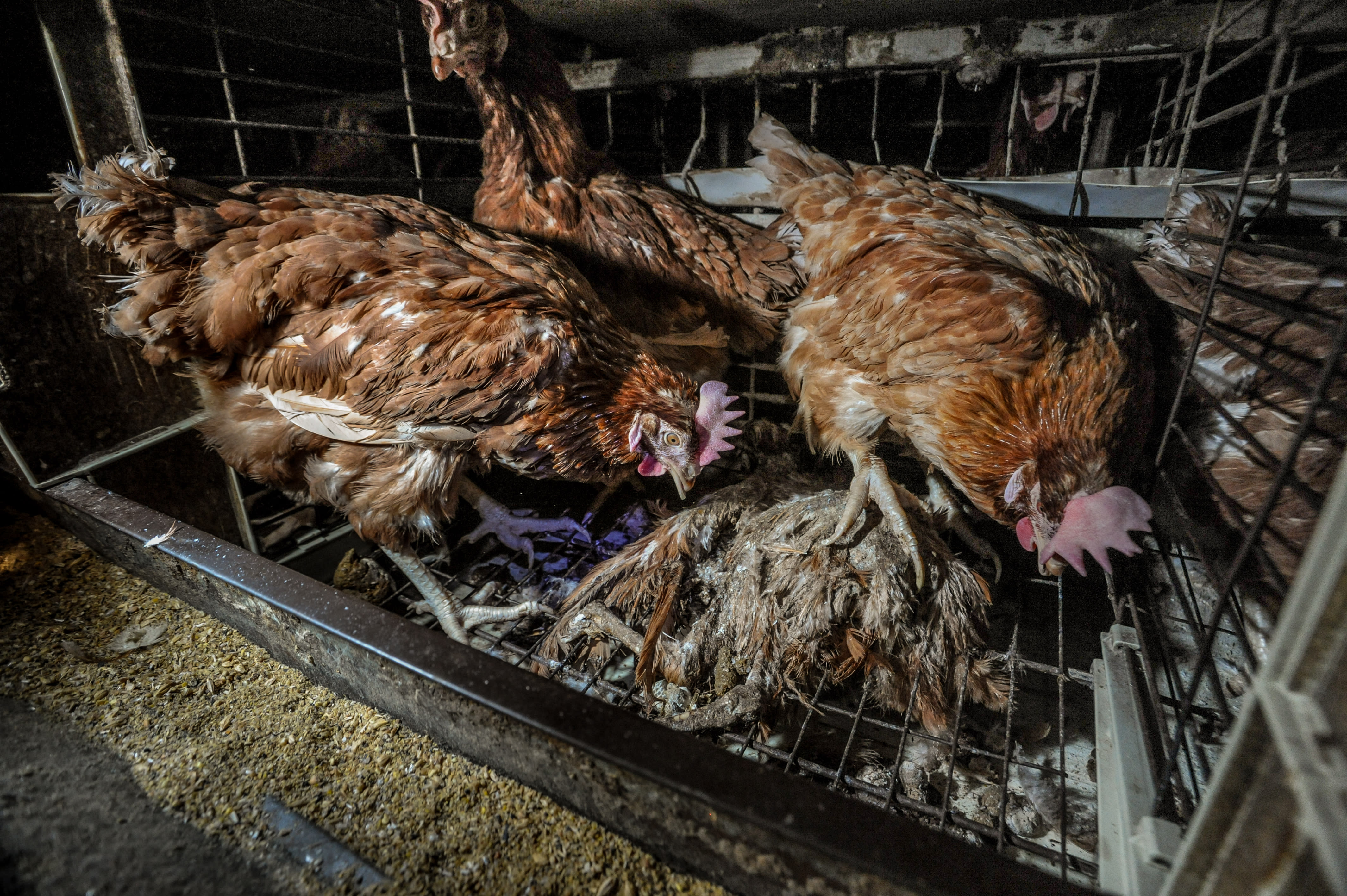 Egg-laying hens in a battery cage