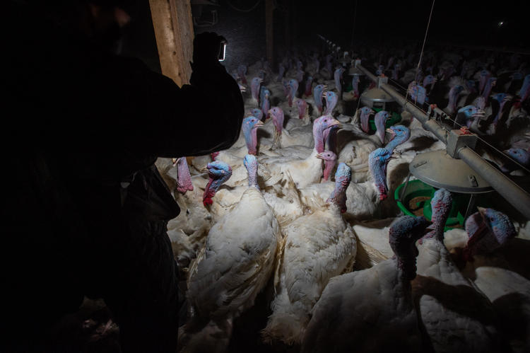 Turkeys crowded into an industrial farm