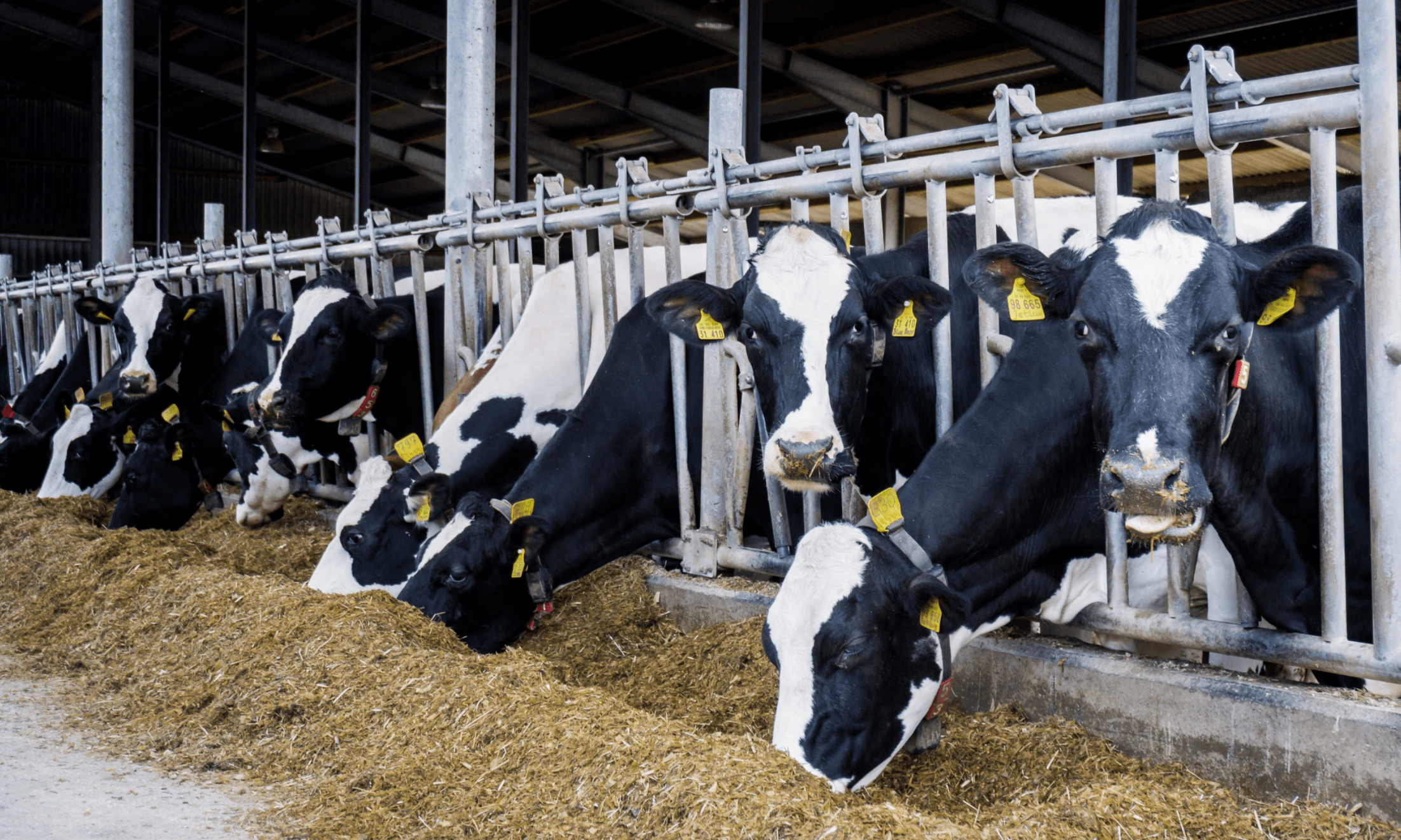 Young Farmer Milking Cows