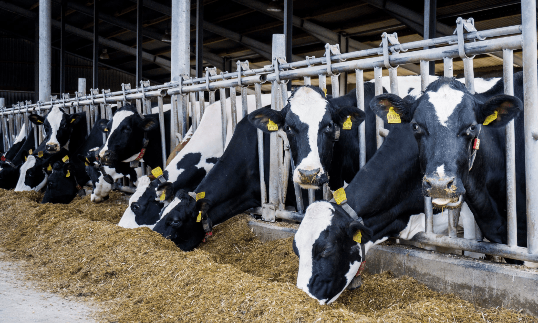 Dairy Cows: How Long Do Dairy Cattle Live? Do They Suffer?