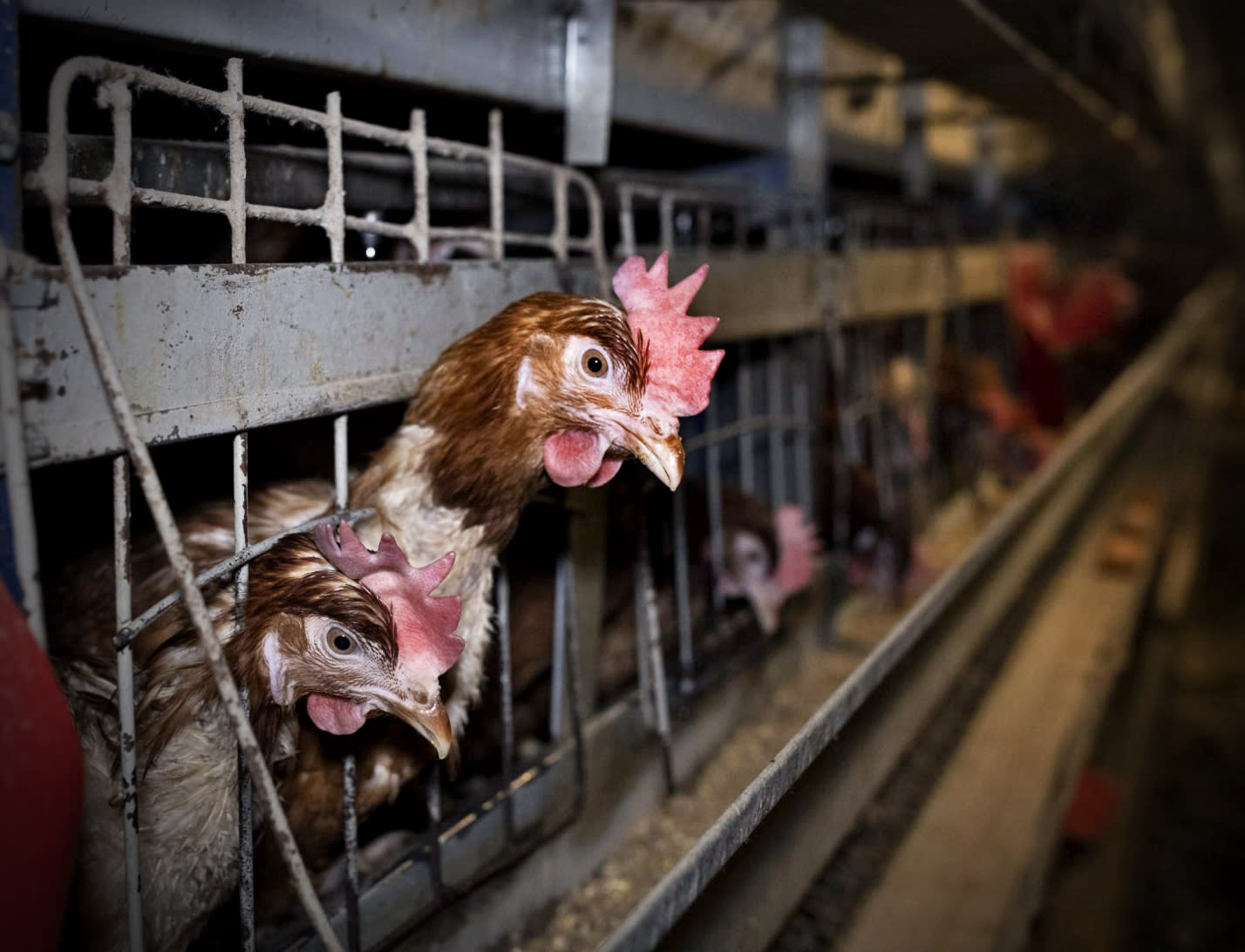 chicken-looking-out-sad-cages-perspective-andrew-skowron-open-cages-Nioski