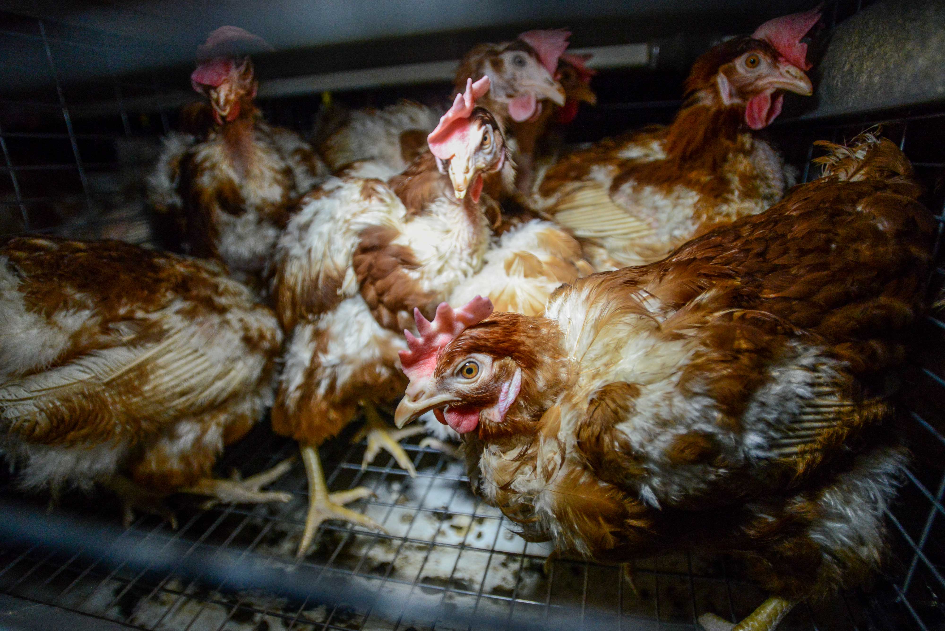 Everything You Should Know About Battery Cages