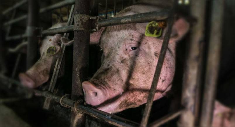 Pig with ear tag in gestation crate.