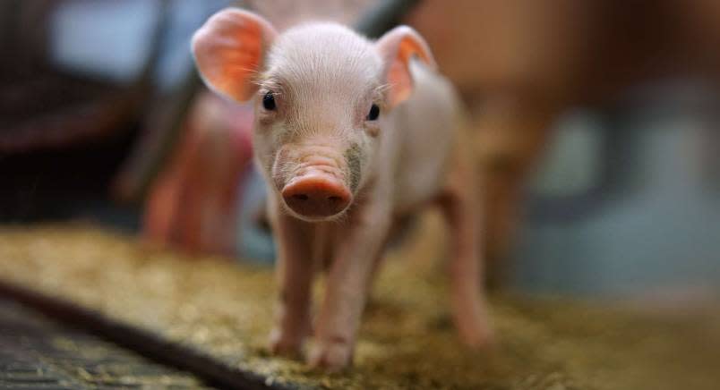 Small piglet facing the camera (factory farm)