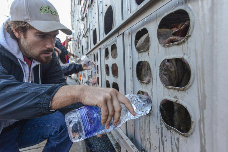 Man offers pig a water bottle through transport truck window