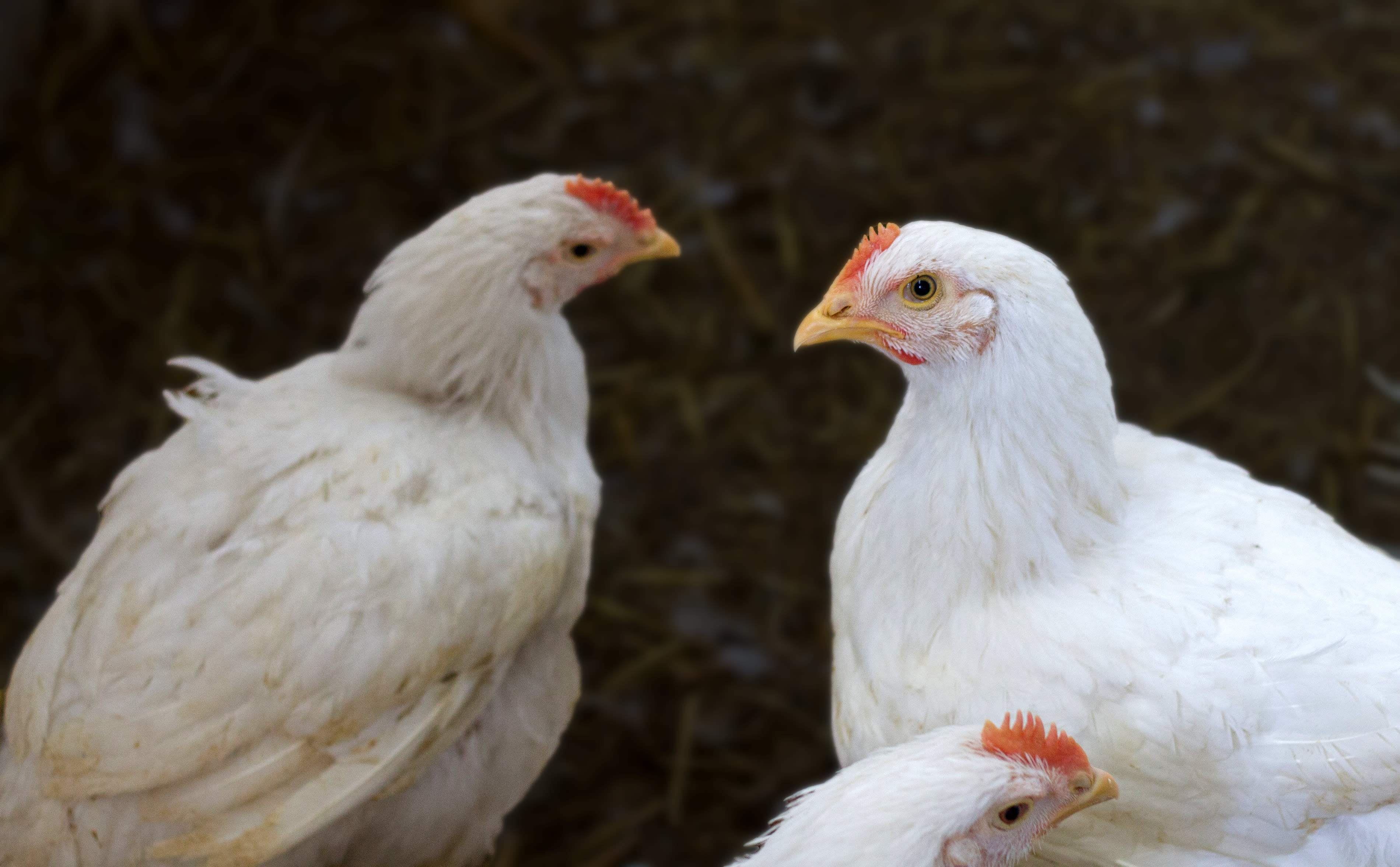 white-chickens-neutral-bg