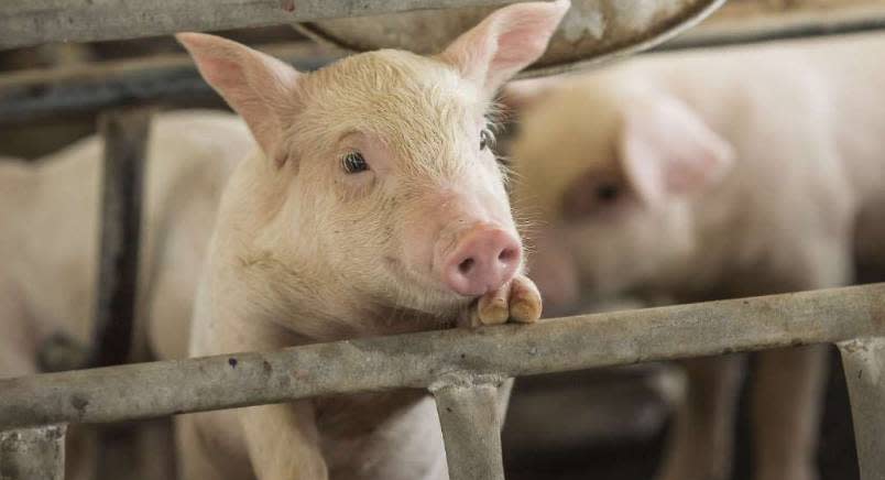 Piglet with one front foot up on a metal rail