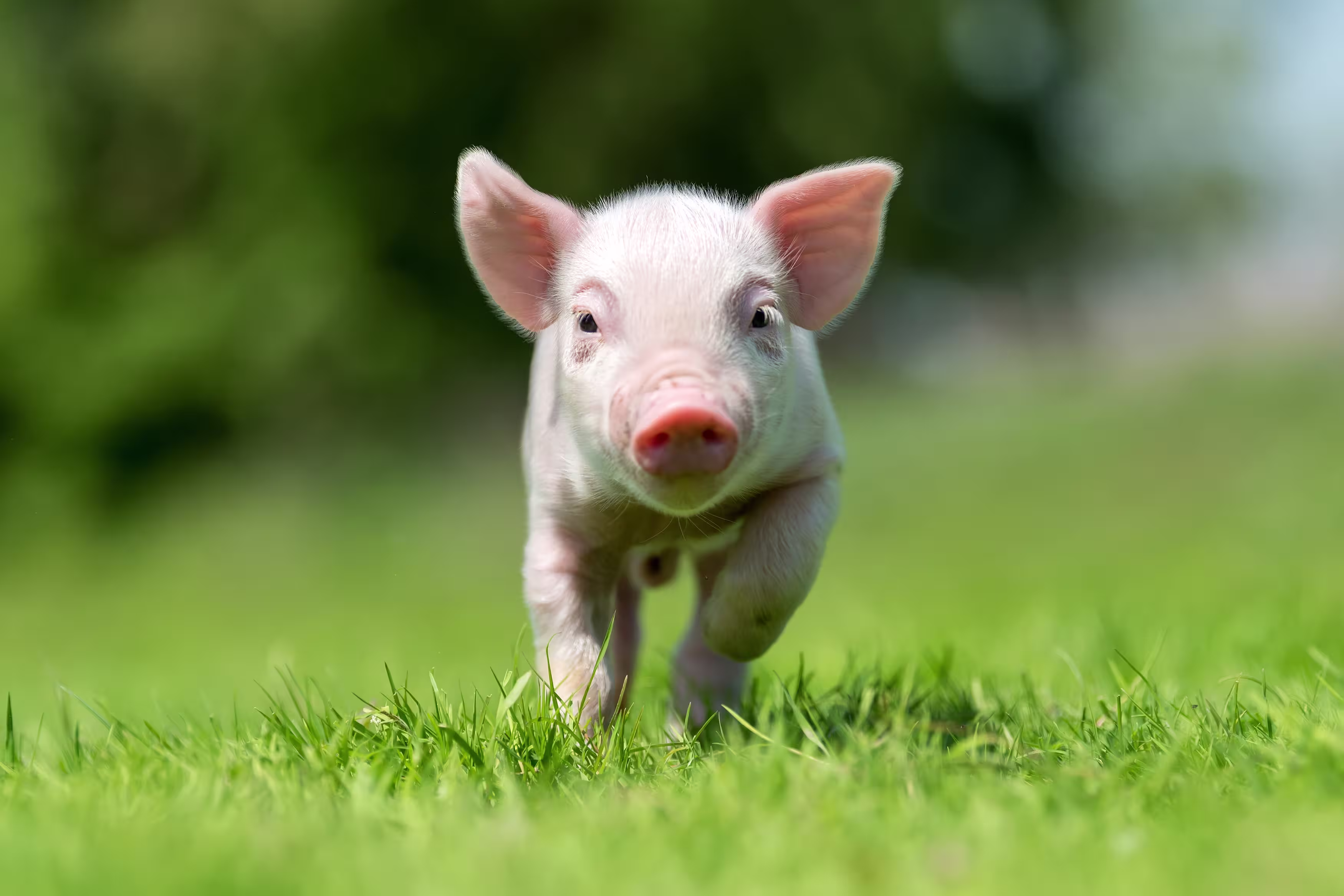 Hero Image_Piglet running towards camera