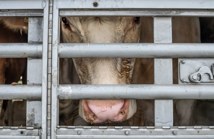 Cow looks out through bars on a transport truck