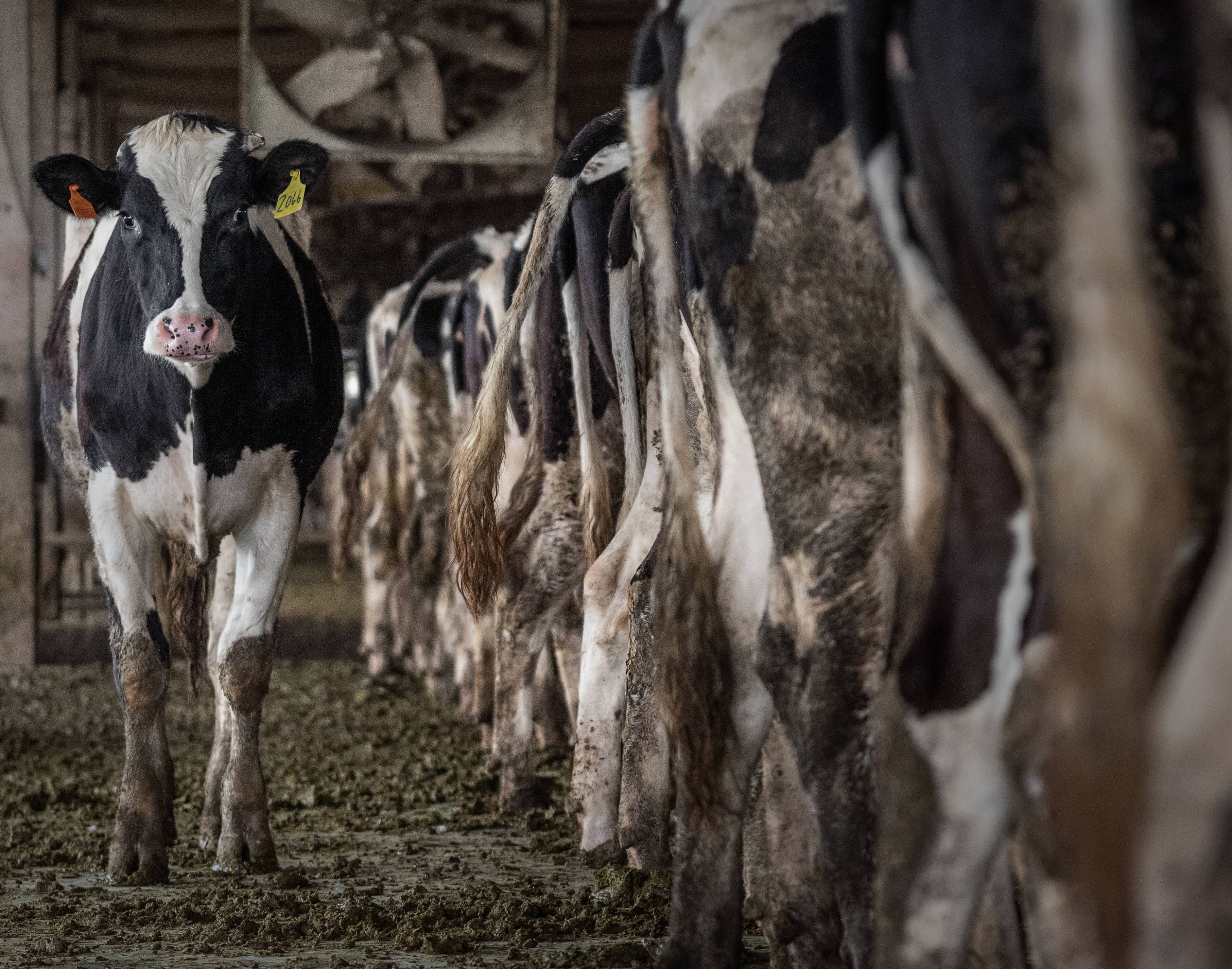 dairy-cow-standing-filth-crowded-milking-line-weanimals