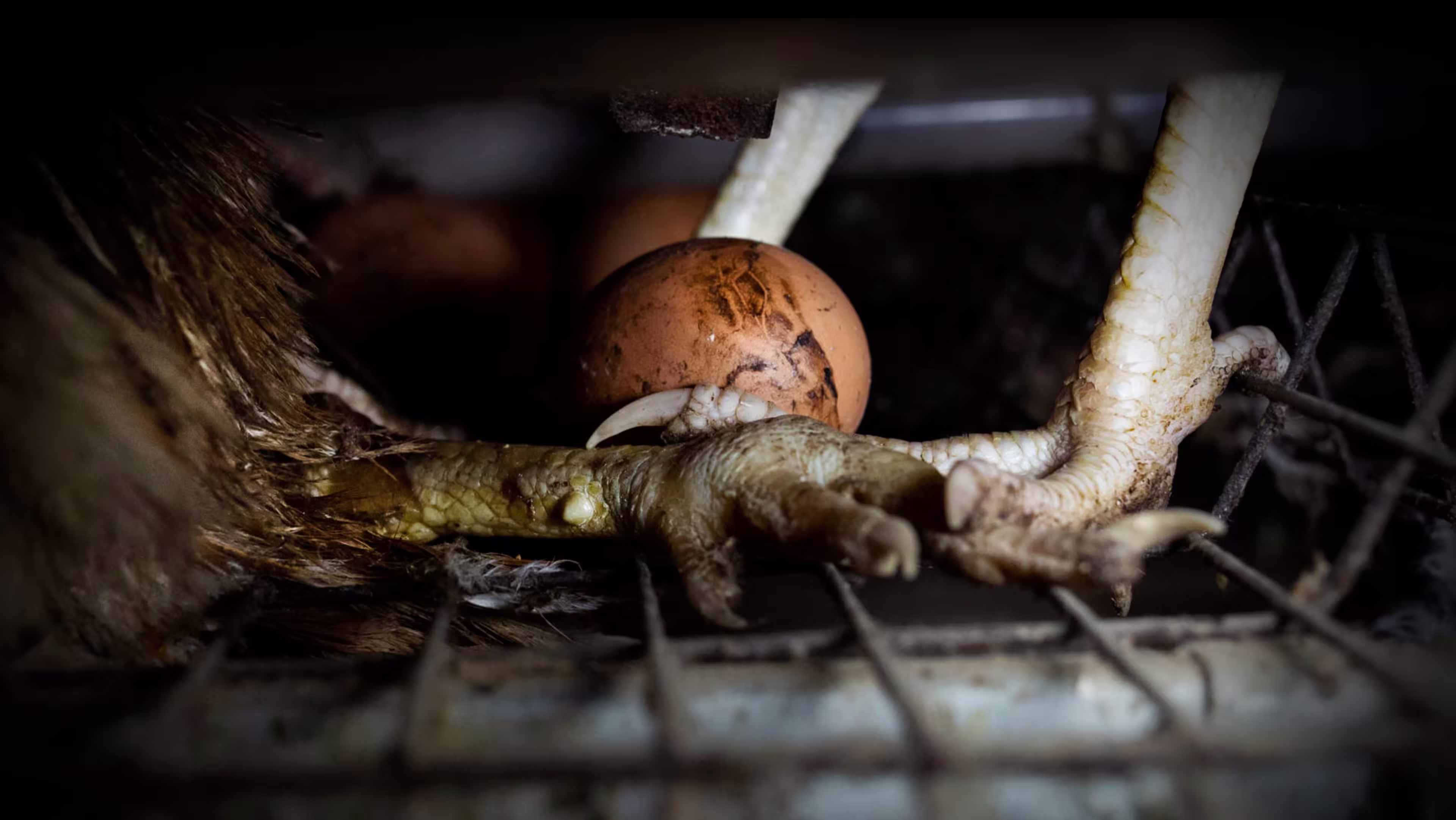 andrew-skowron-open-cages-Nioski-55-egg-laying-hen
