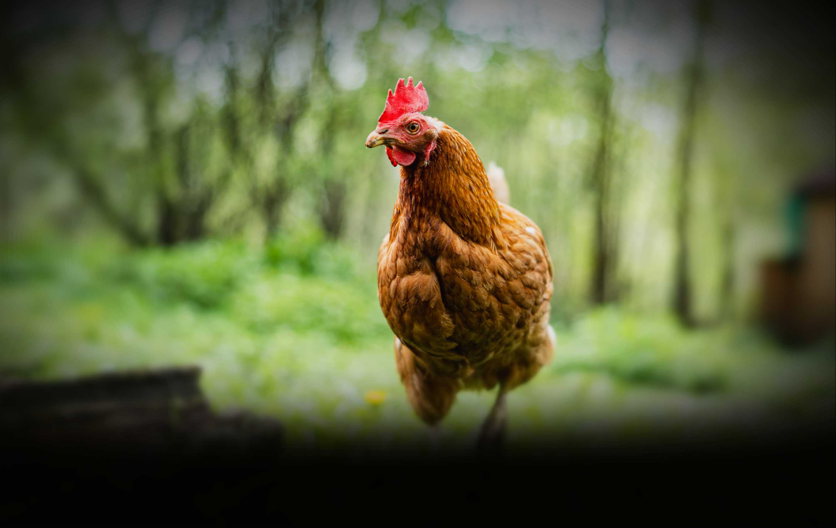 Photo: We Animals Media / Lukas Vincour