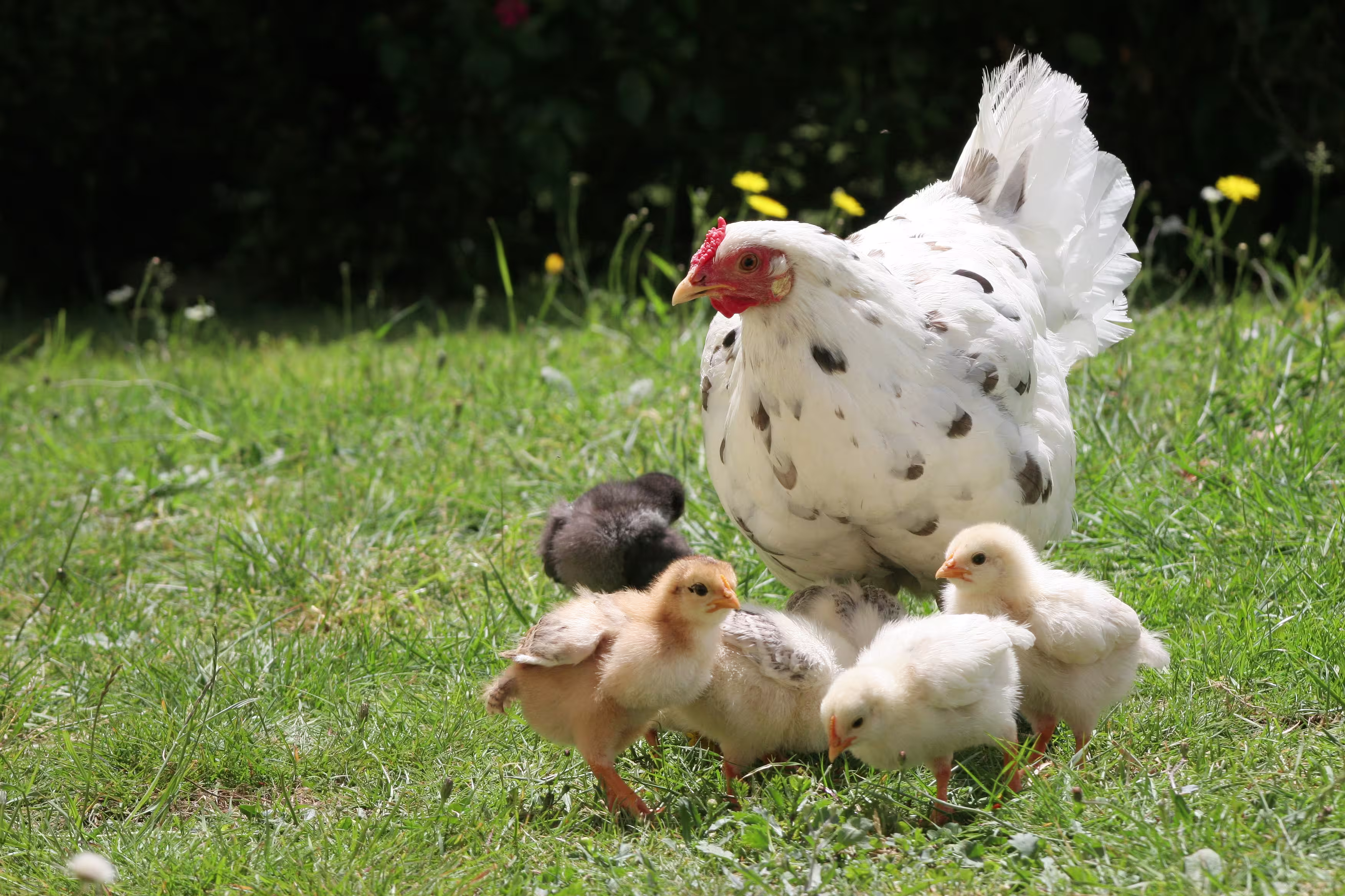 Happy chicken with chicks