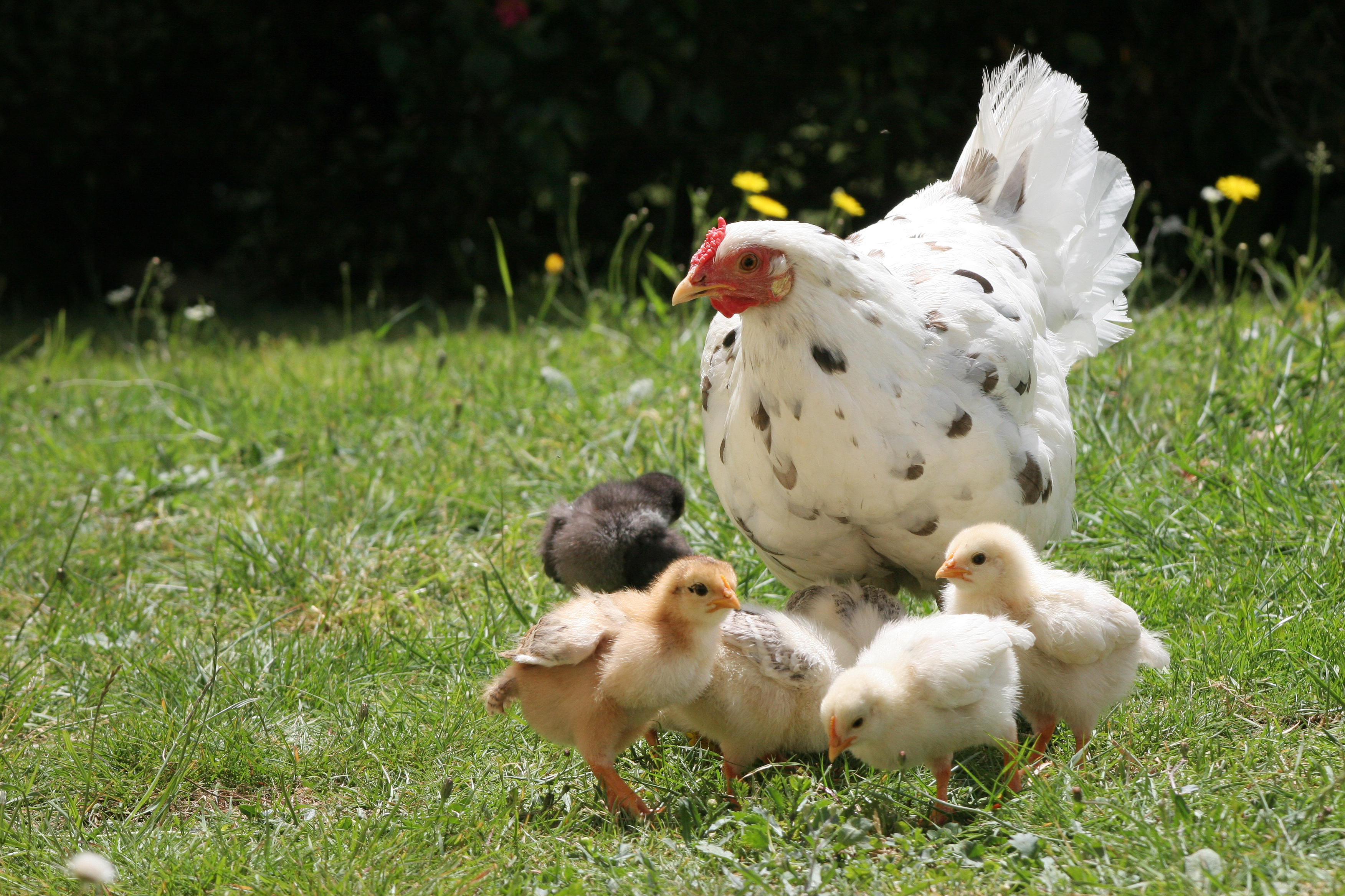 Happy chicken with chicks