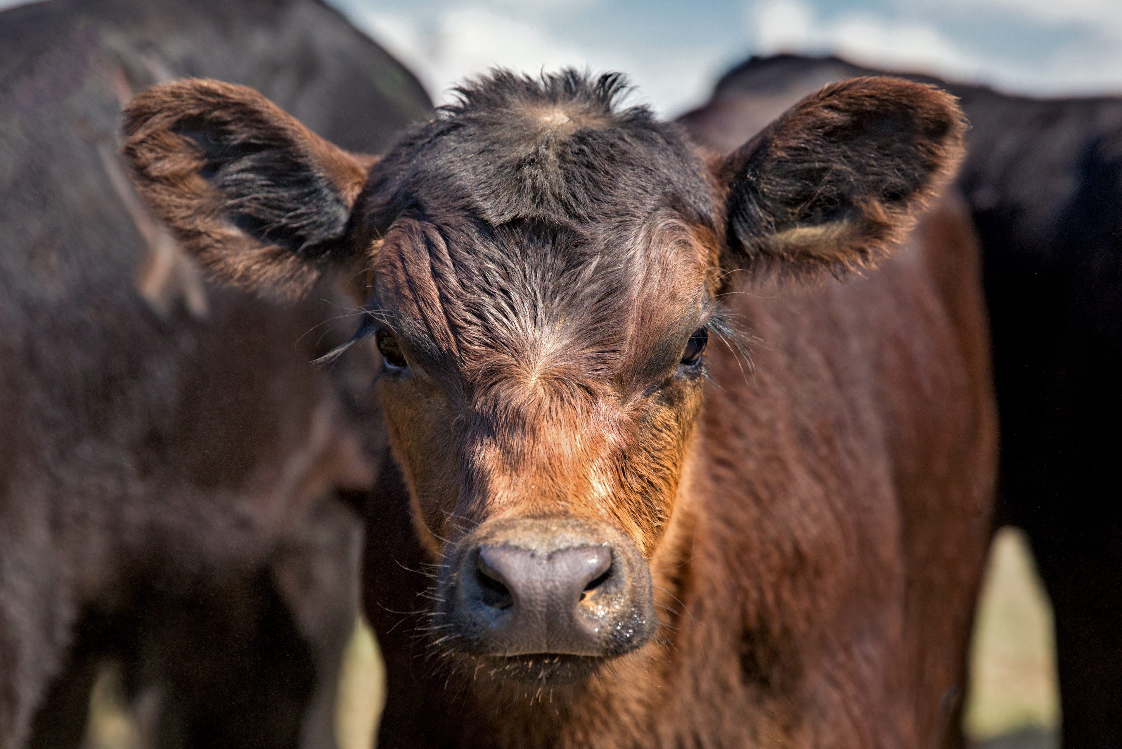 small-brown-cow-forward-facing-portrait-outdoors-for-the-animals