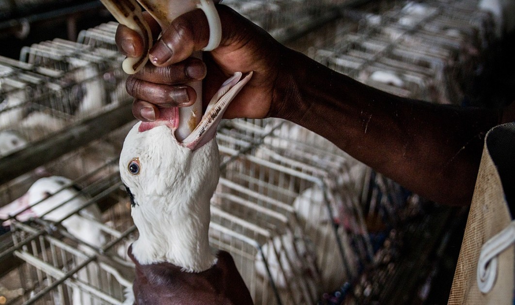 What Is Foie Gras and Why Is It Cruel?