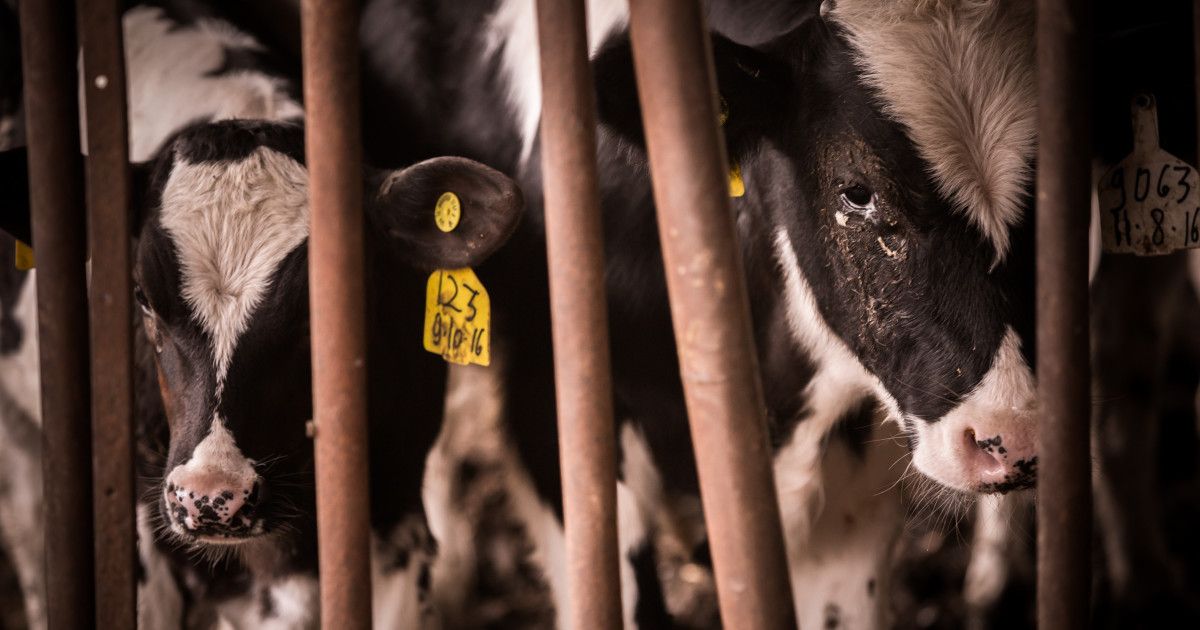 Factory-Farmed Cows: What Happens to Cattle on Factory Farms?