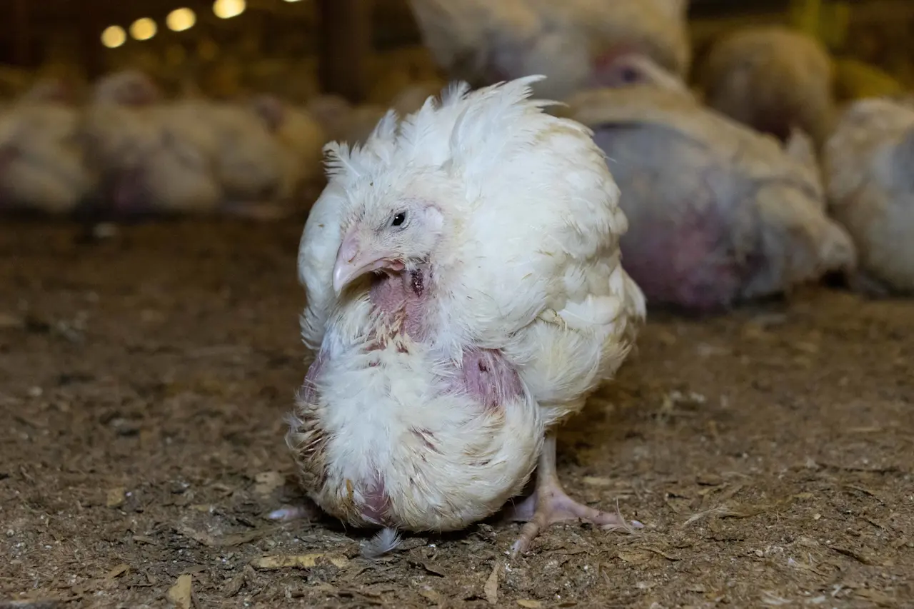 A chicken with a large abscess stands inside a factory farm