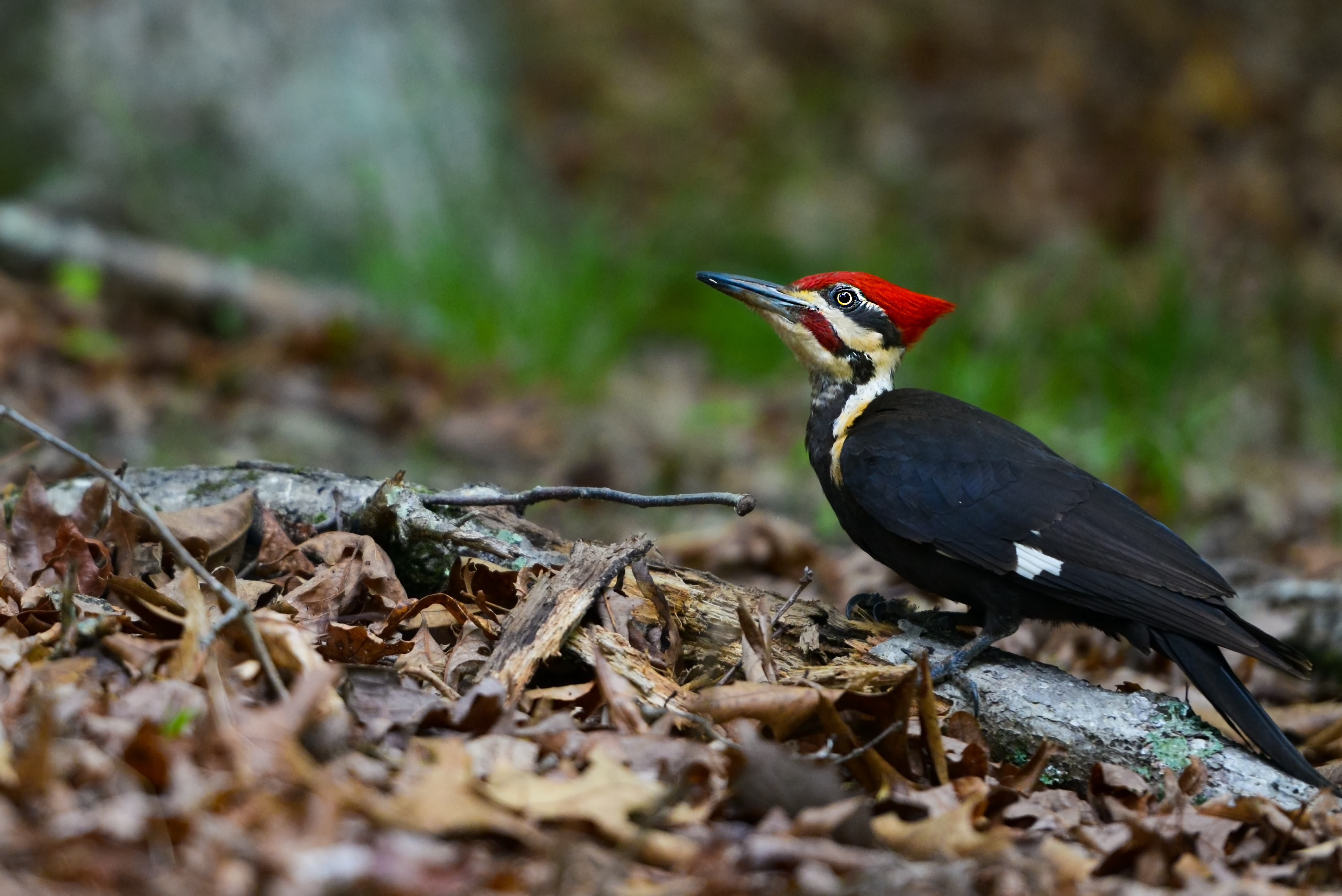 Pileated Woodpecker Hero