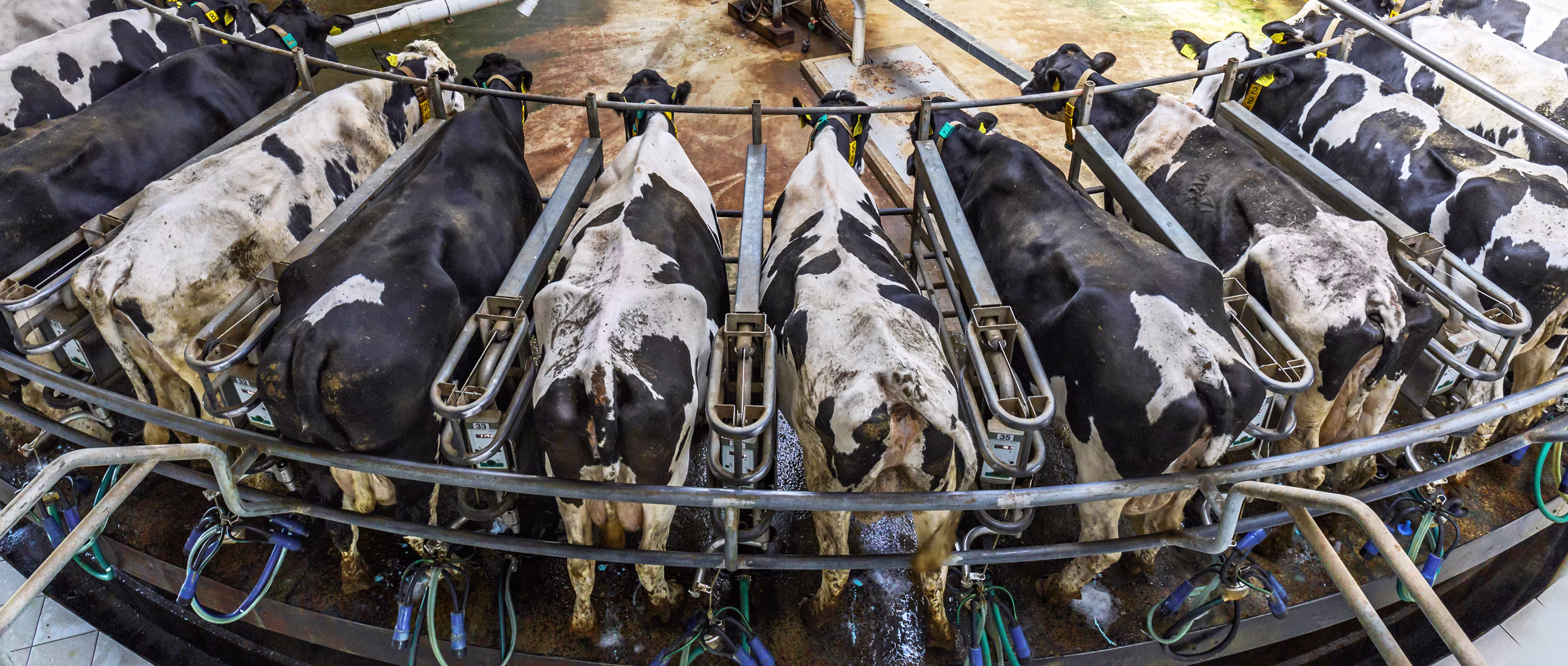 milking-cows-the-humane-league