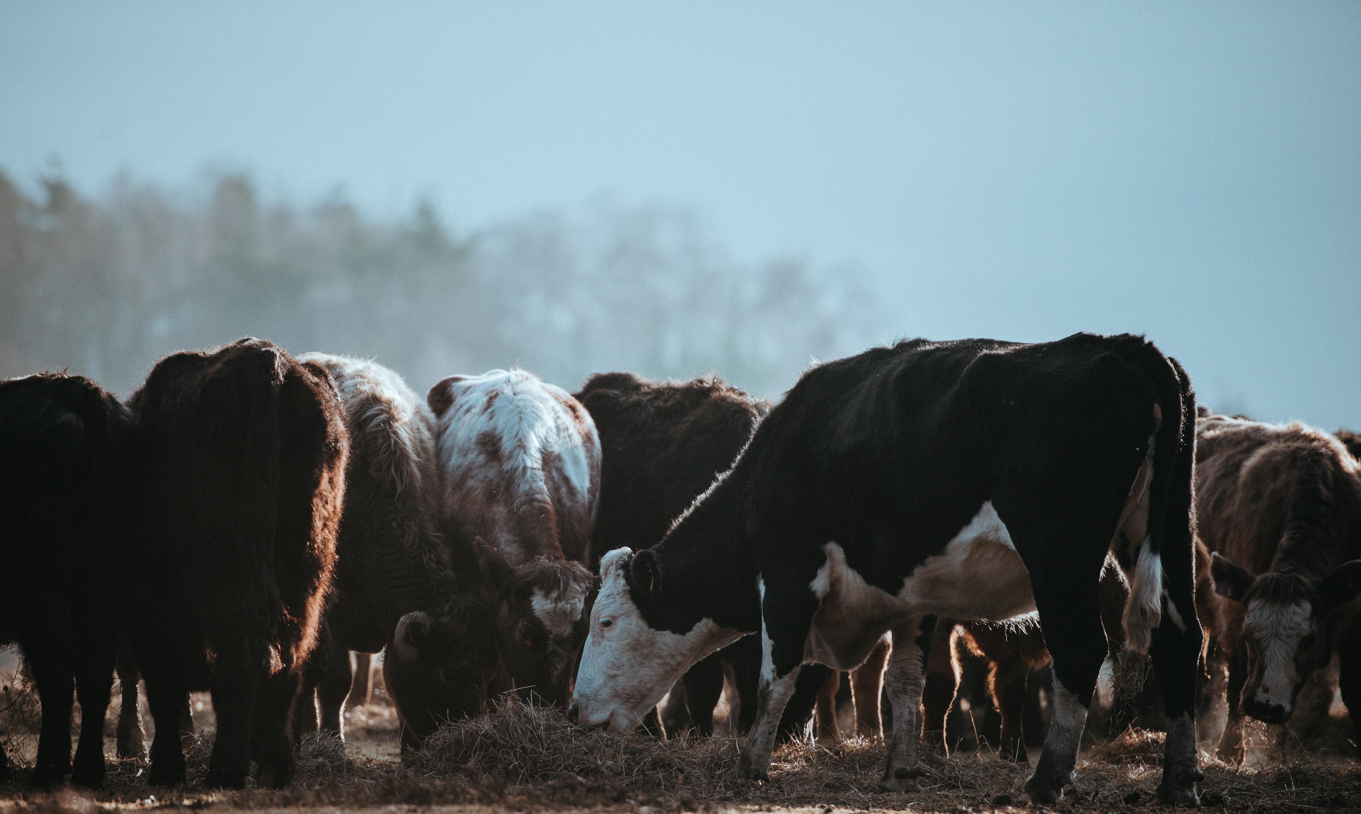 A large group of cattle in a field.