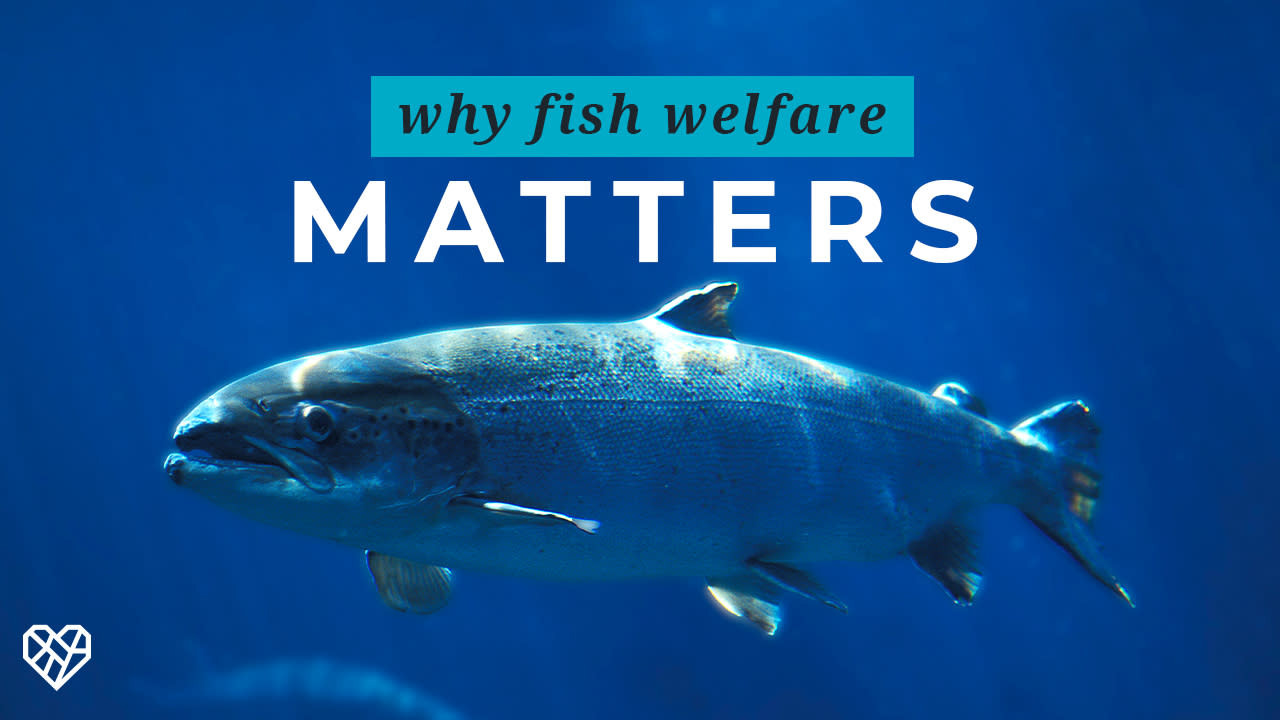 Fishes why are fish important and how do they suffer?