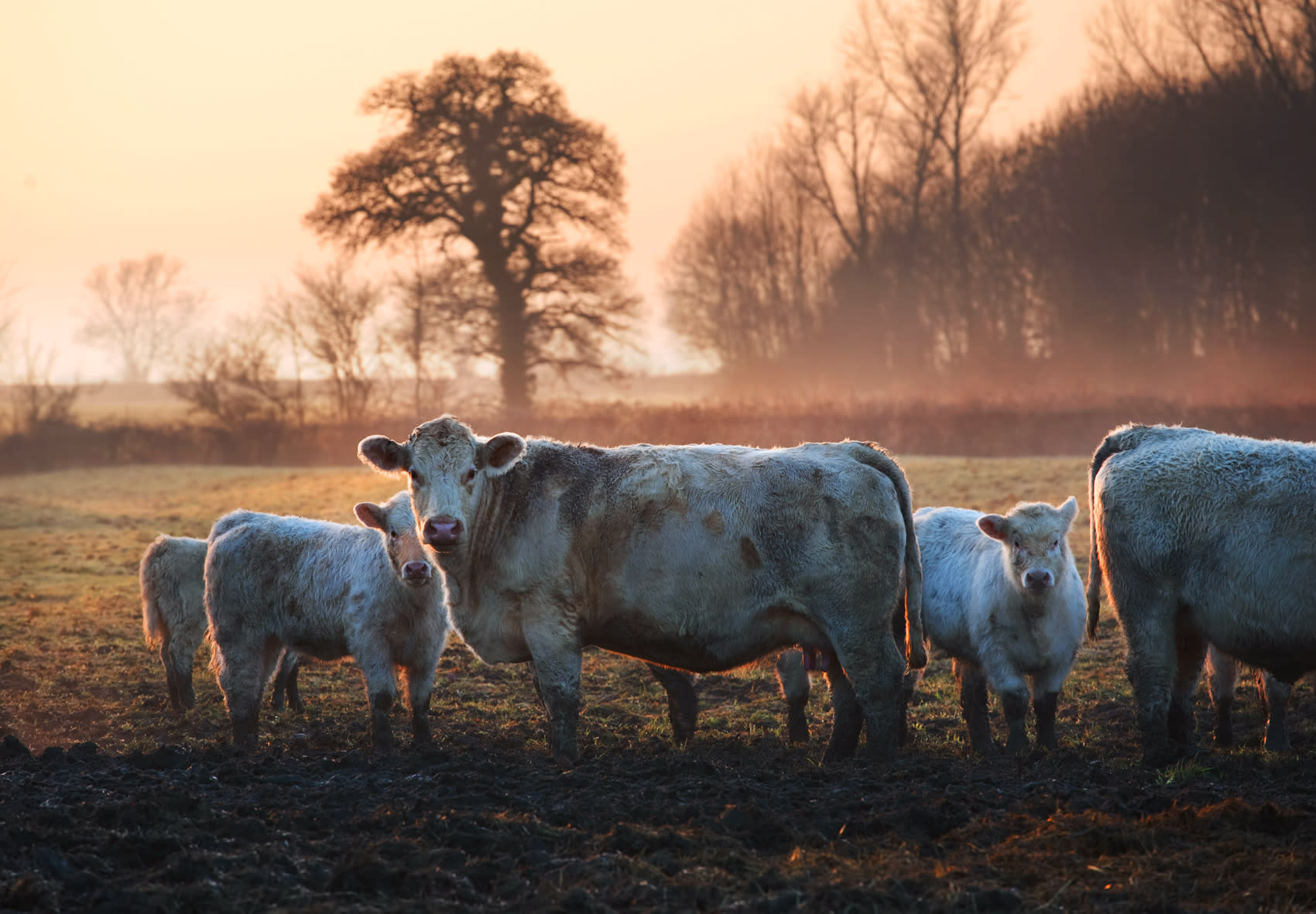 Cattle on scorched earth