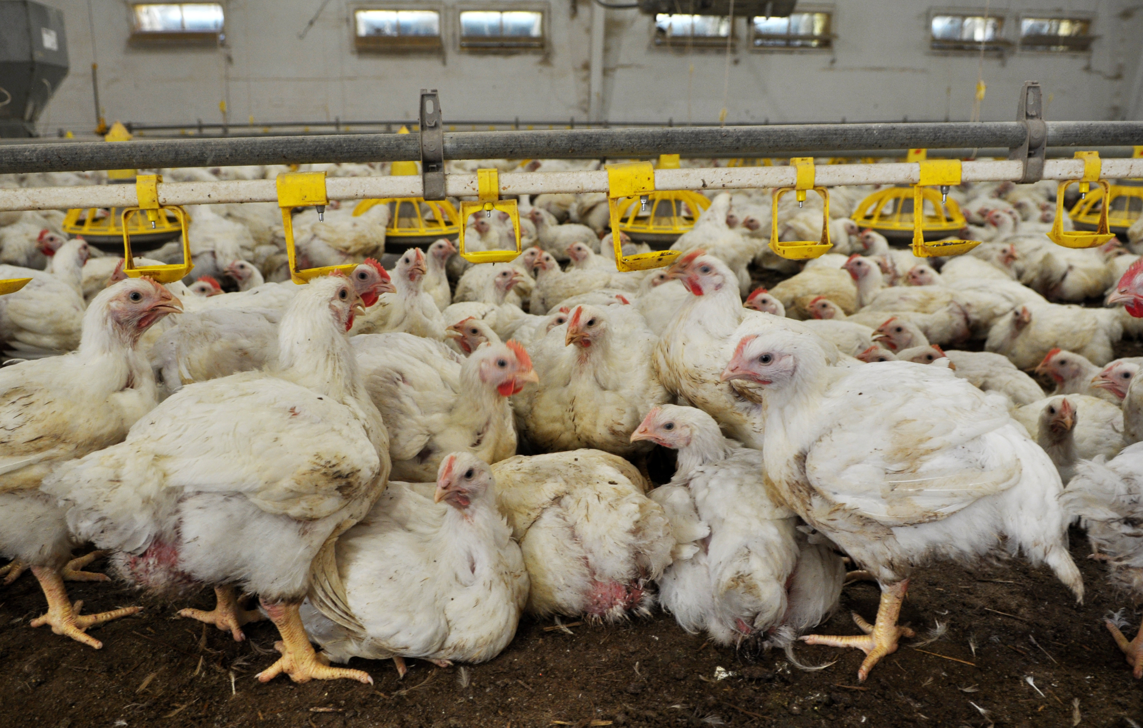 Factory Chickens What Is Life Like for Chickens in Factory Farms? pic