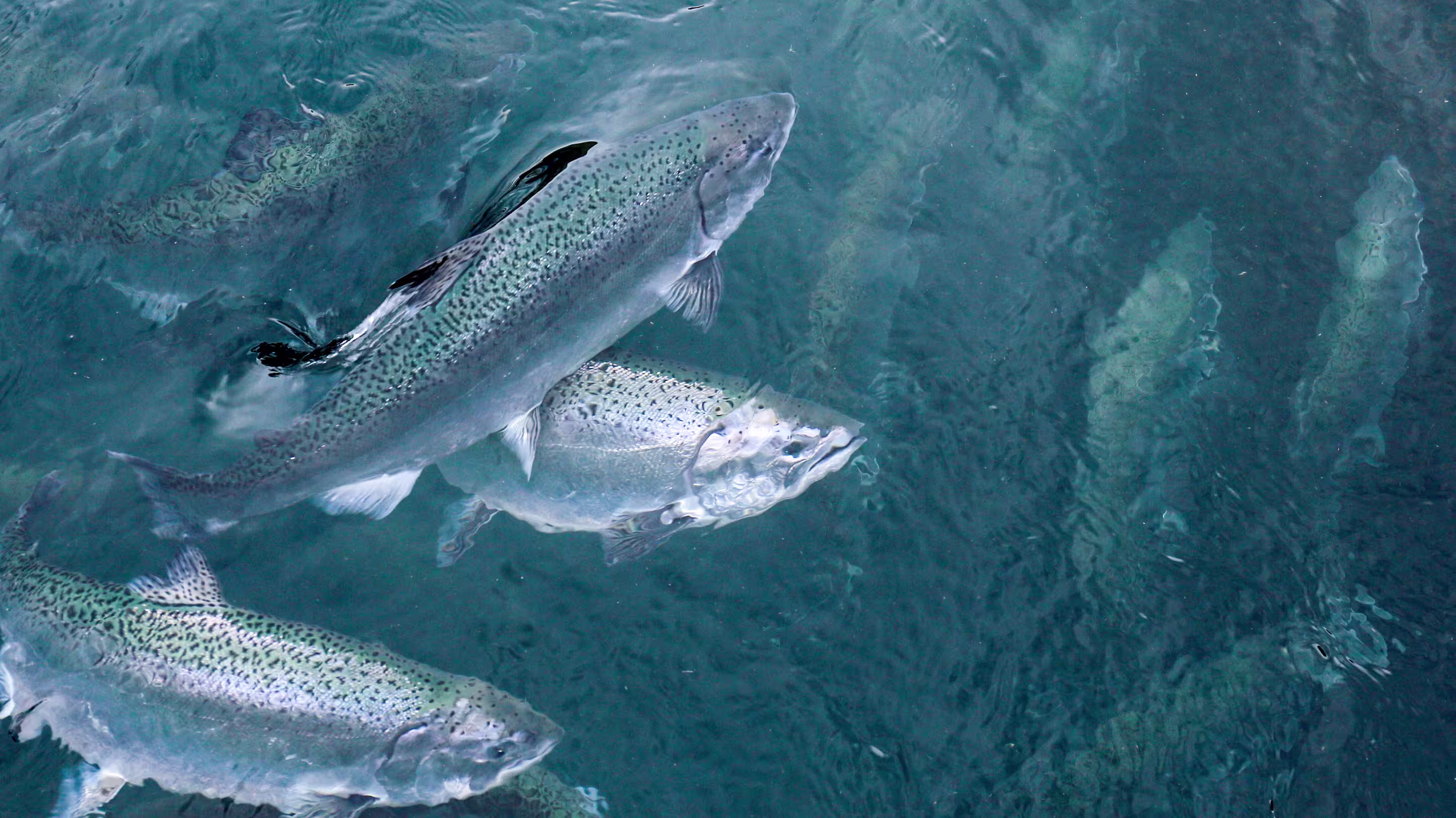 Victory for Washington's fishes image