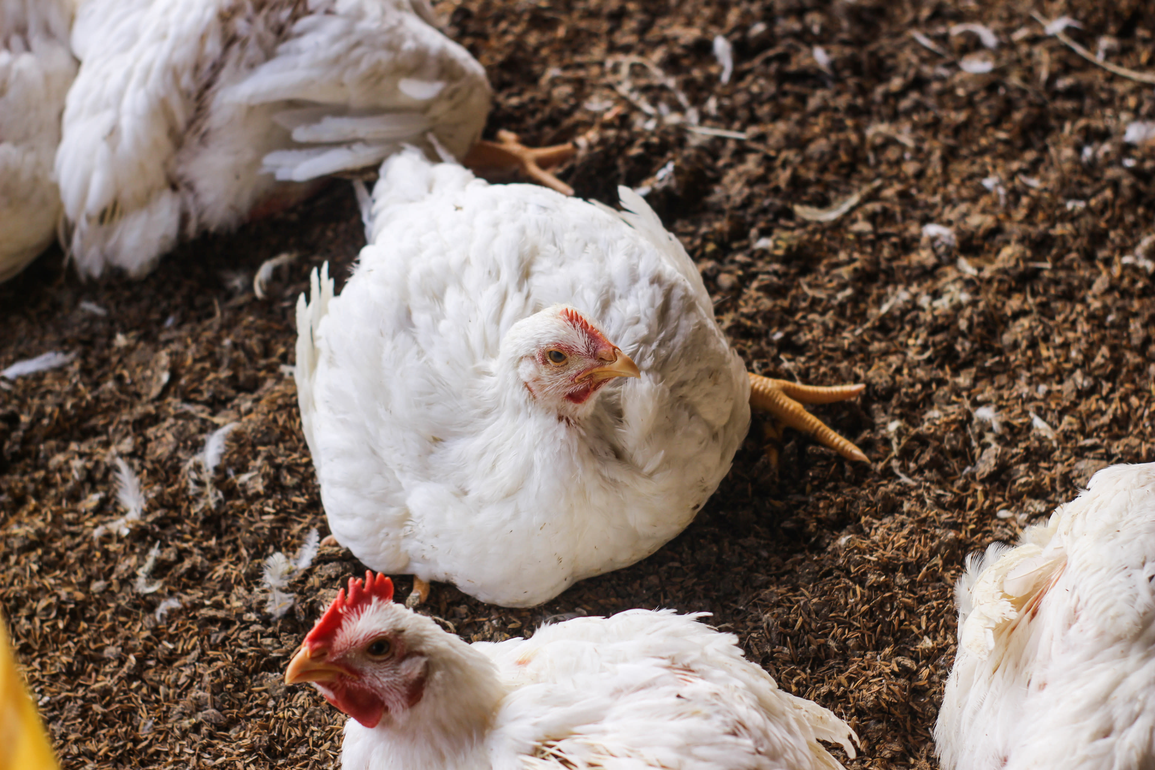 Chicken Antibiotics: Why Are Antibiotics Given to Chickens?