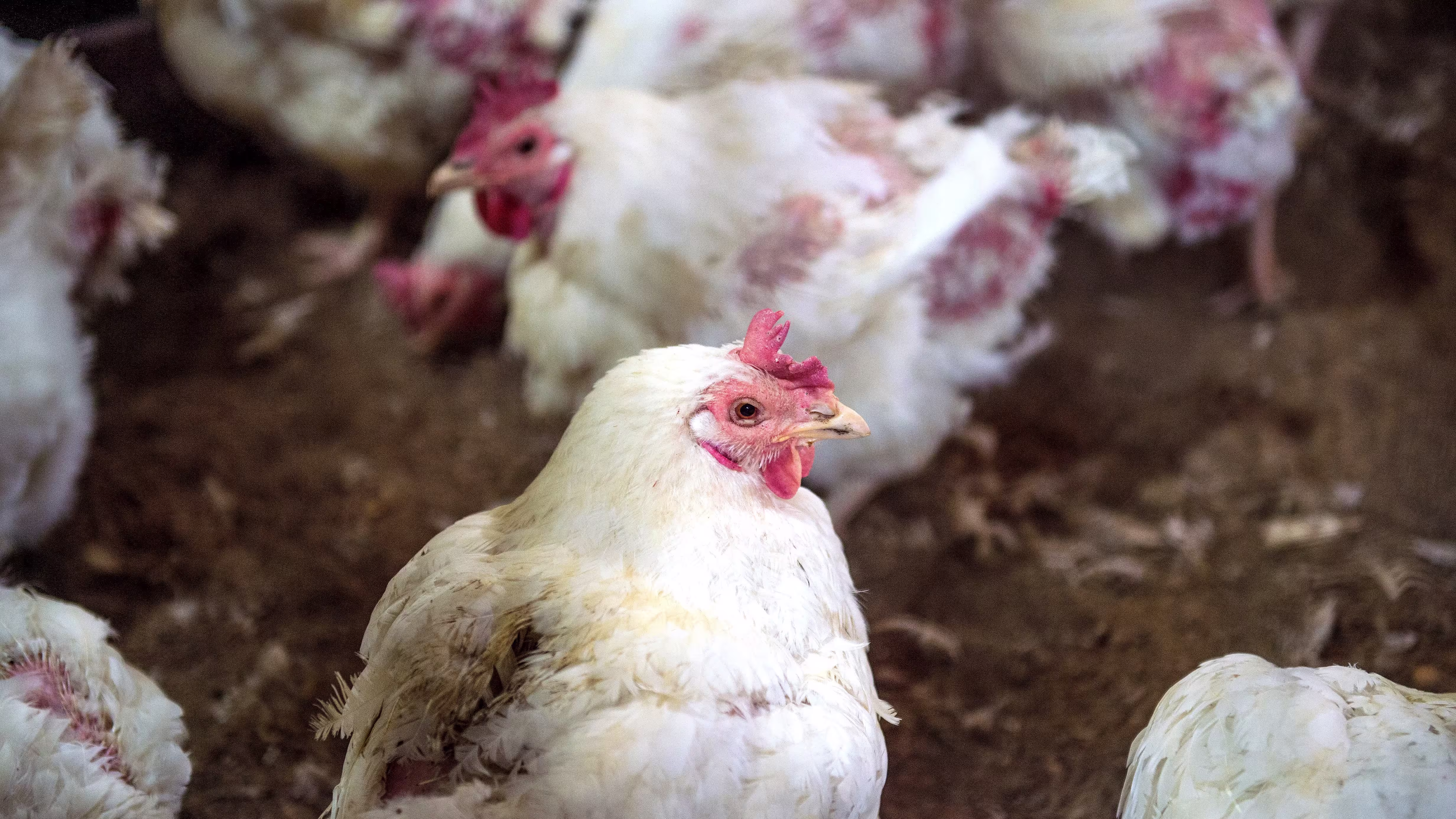 Which superbowl image