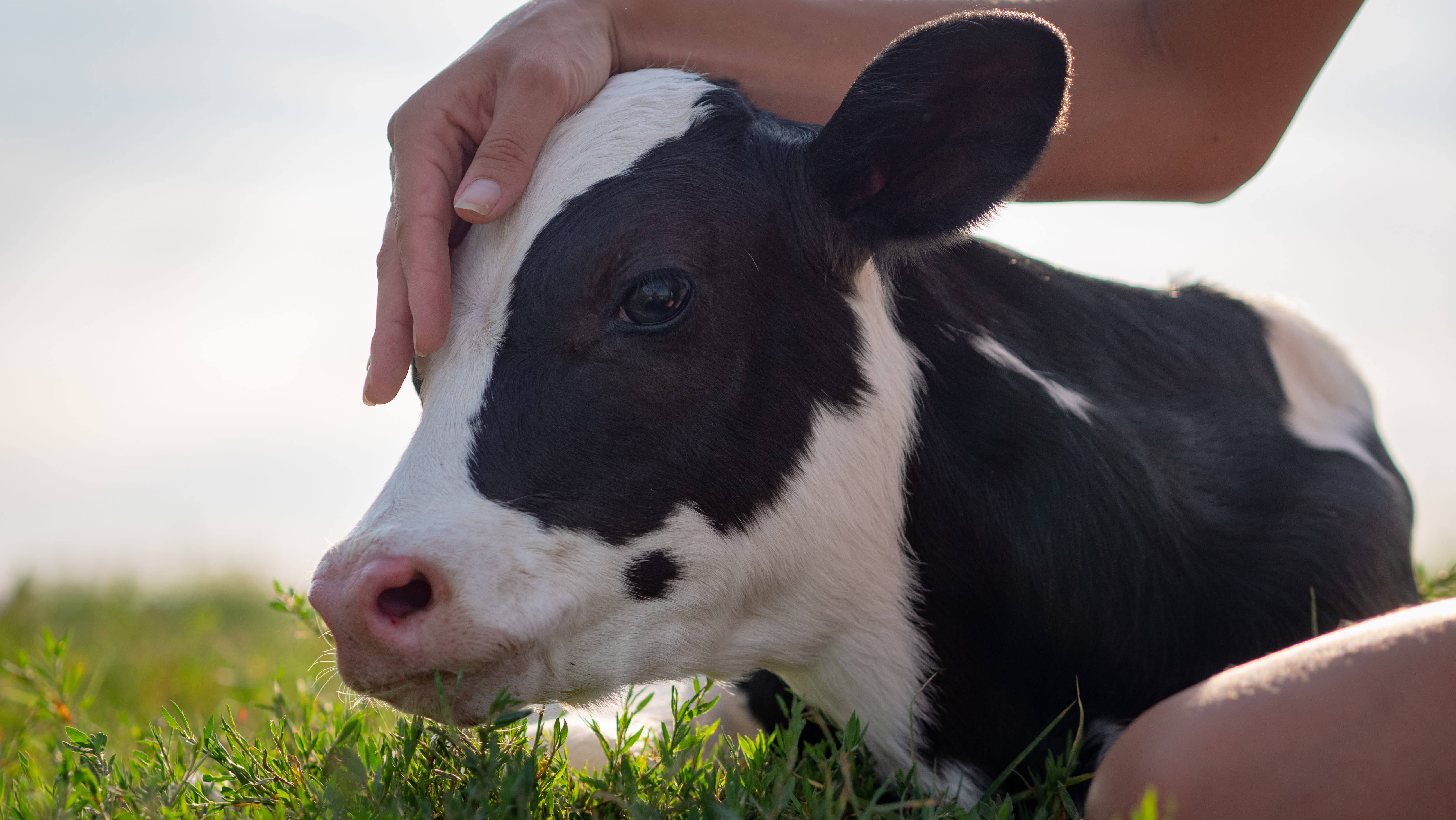shutterstock sweet-dairy-calf-with-human-hand 1482179174