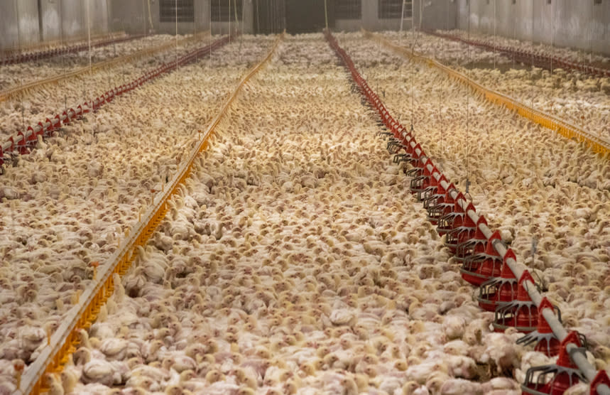 Factory farm to table: the truth behind cheap meat, eggs, and dairy