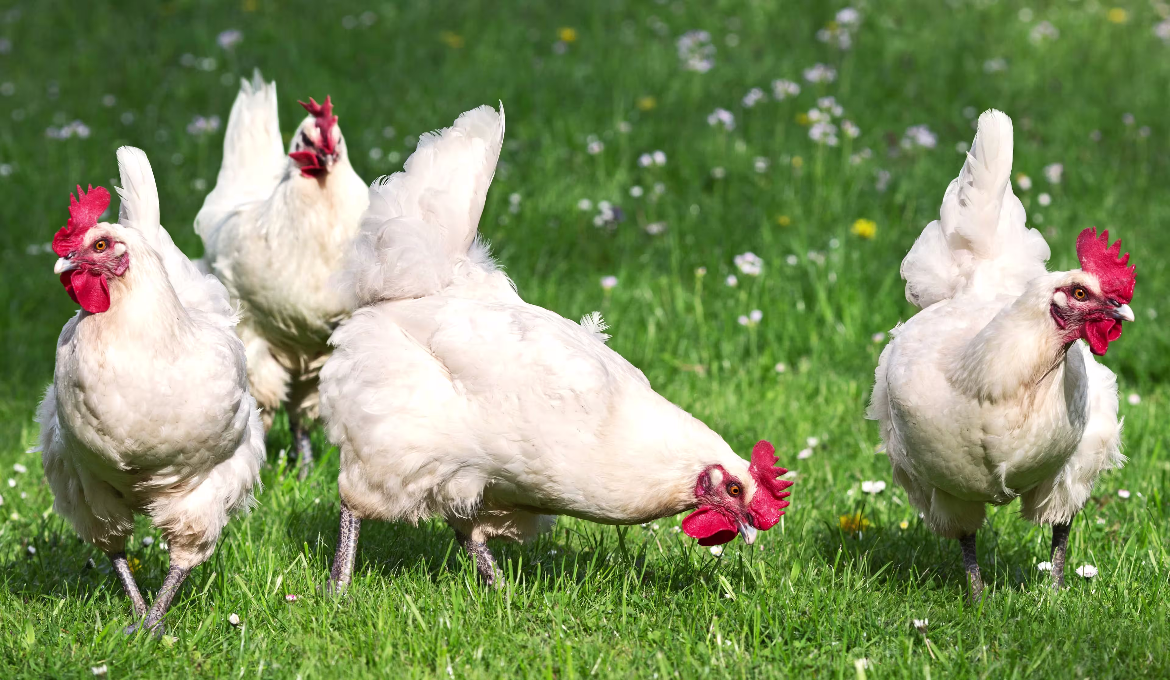 group-white-chickens-green-grass-for-the-animals