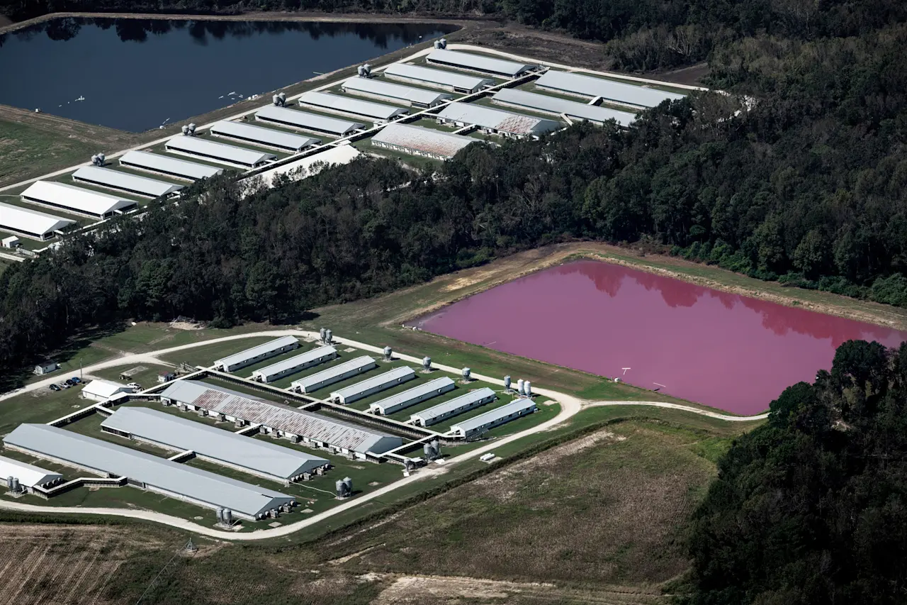 north-carolina-CAFO-aerial-manure-lagoon-weanimals-no-vignette