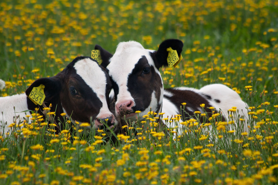 Do Cows Have Best Friends