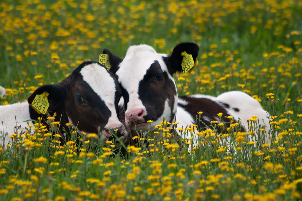 do cows like dogs