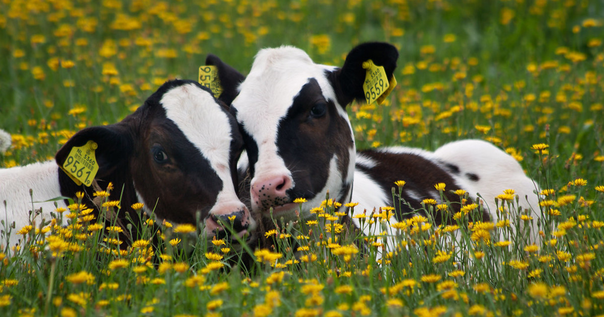 Как делает коровка. Красивая корова. Корова с теленком на лугу. Коровы на лугу. Красивые коровки.