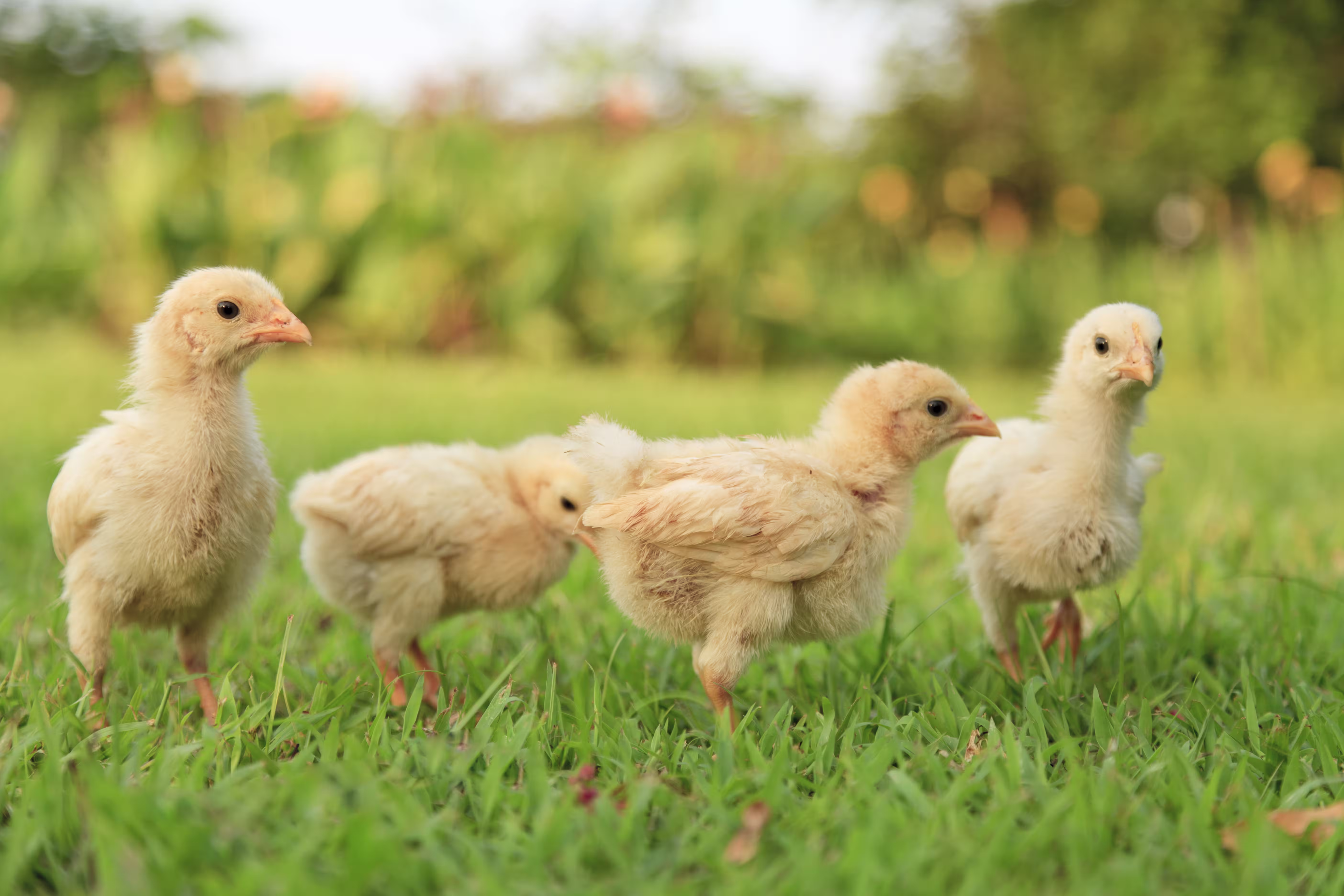 Legacy Matching Challenge hero image 2