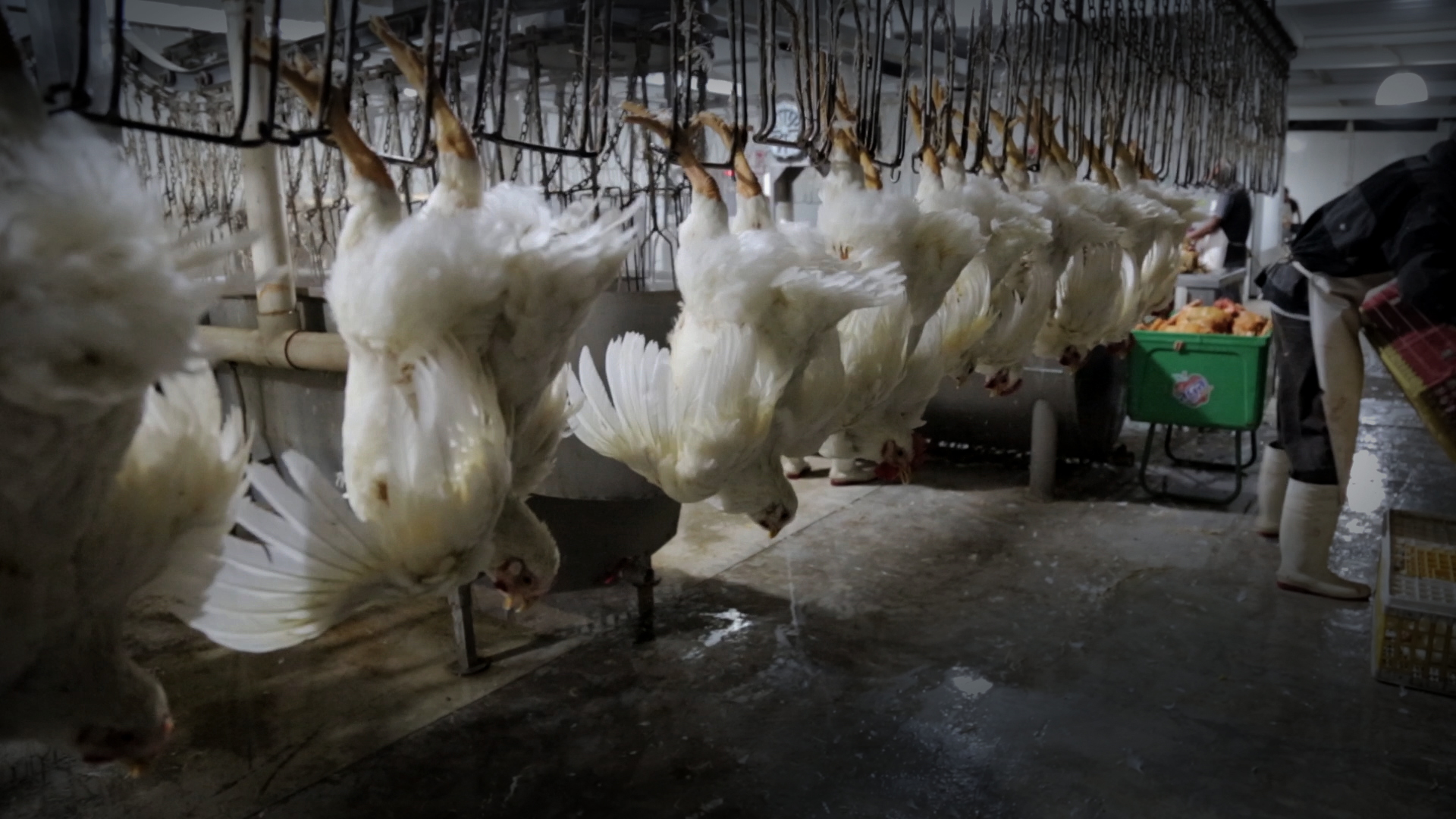 Chicken Slaughterhouse Stun Bath